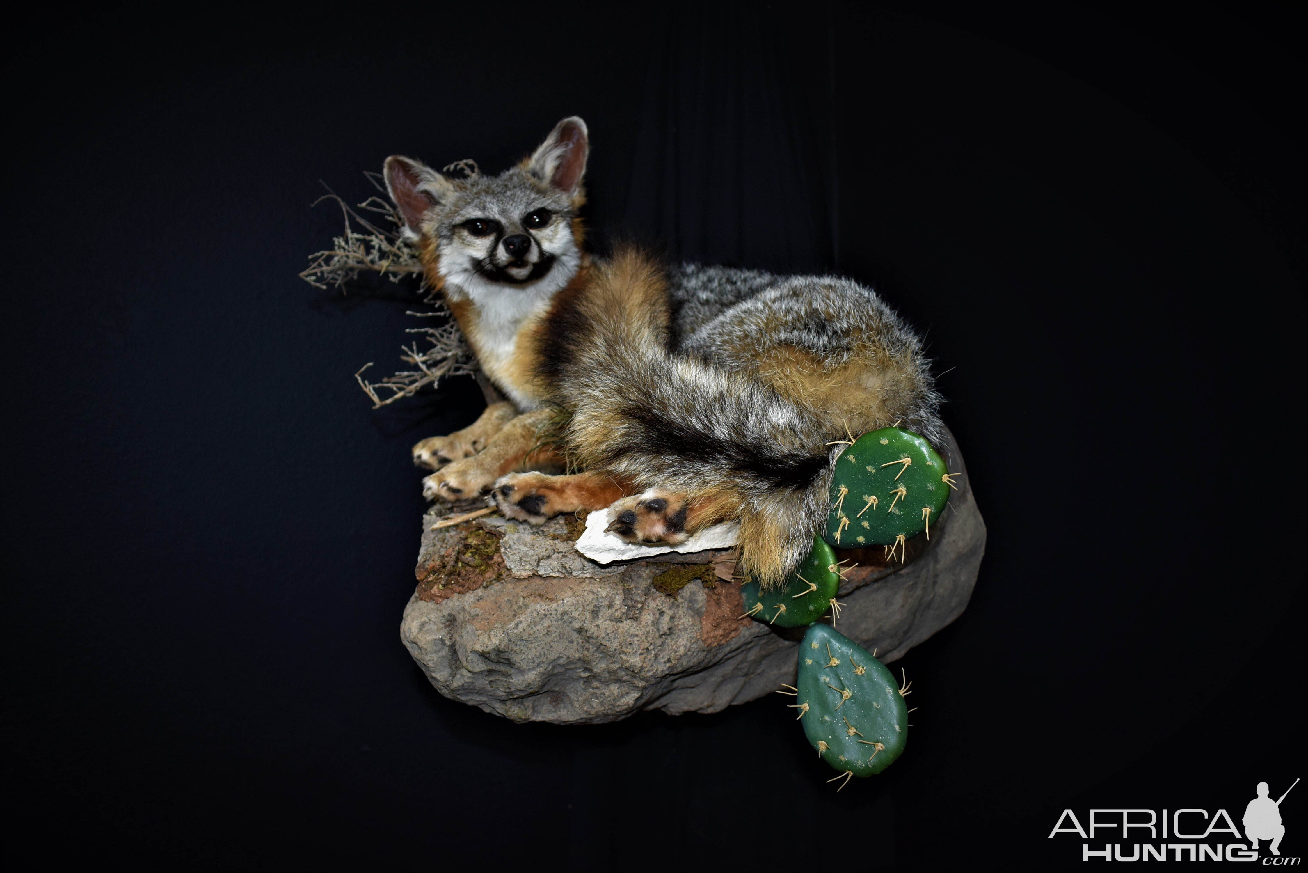 Fox Full Mount Taxidermy