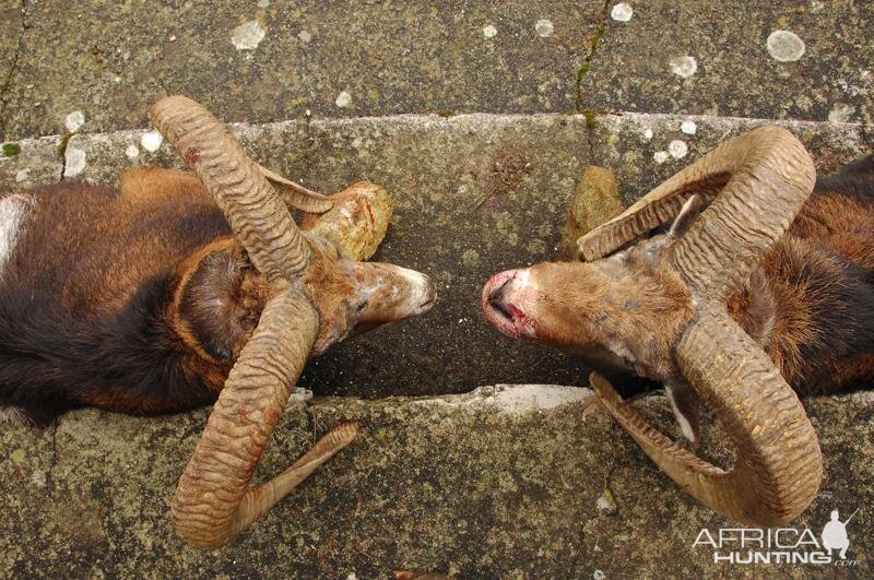 France Hunt Mouflon