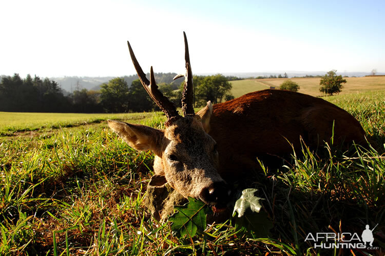 France Hunt Roe Deer