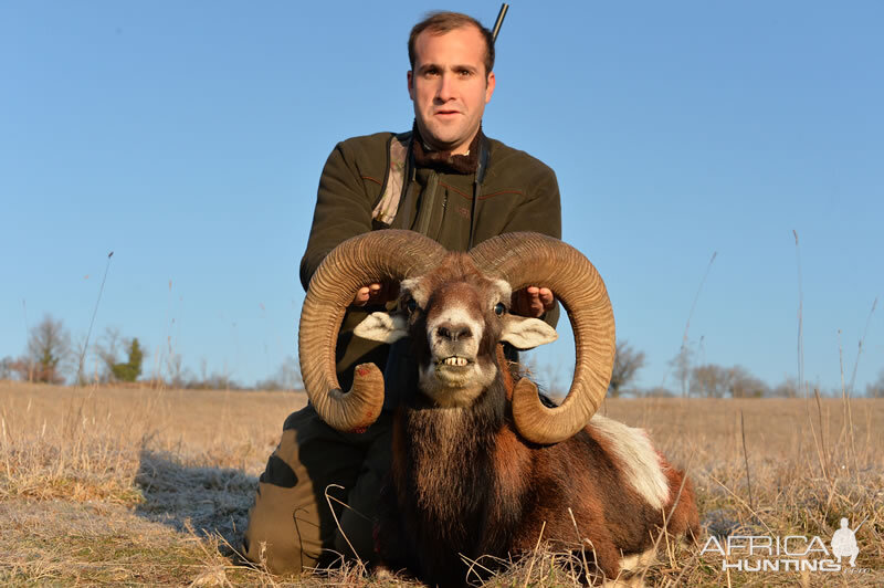 France Hunting Mouflon