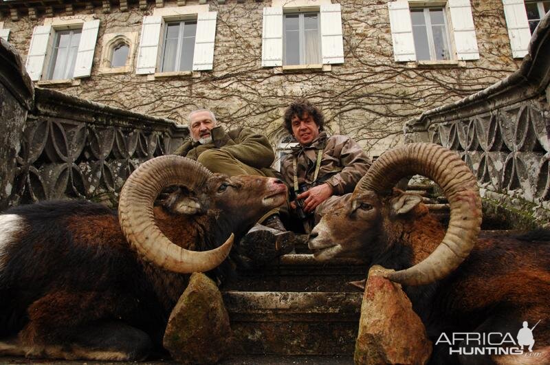 France Hunting Mouflon