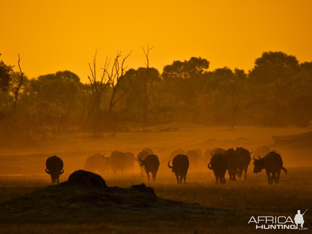 Free Hunt Contest from Arc Africa Hunting Safaris 2015