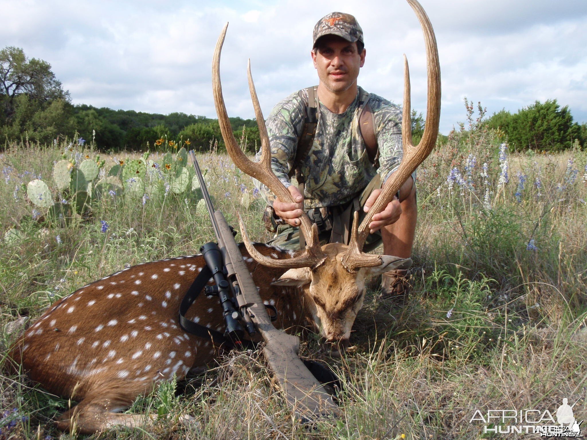 Free Range Axis Deer TX