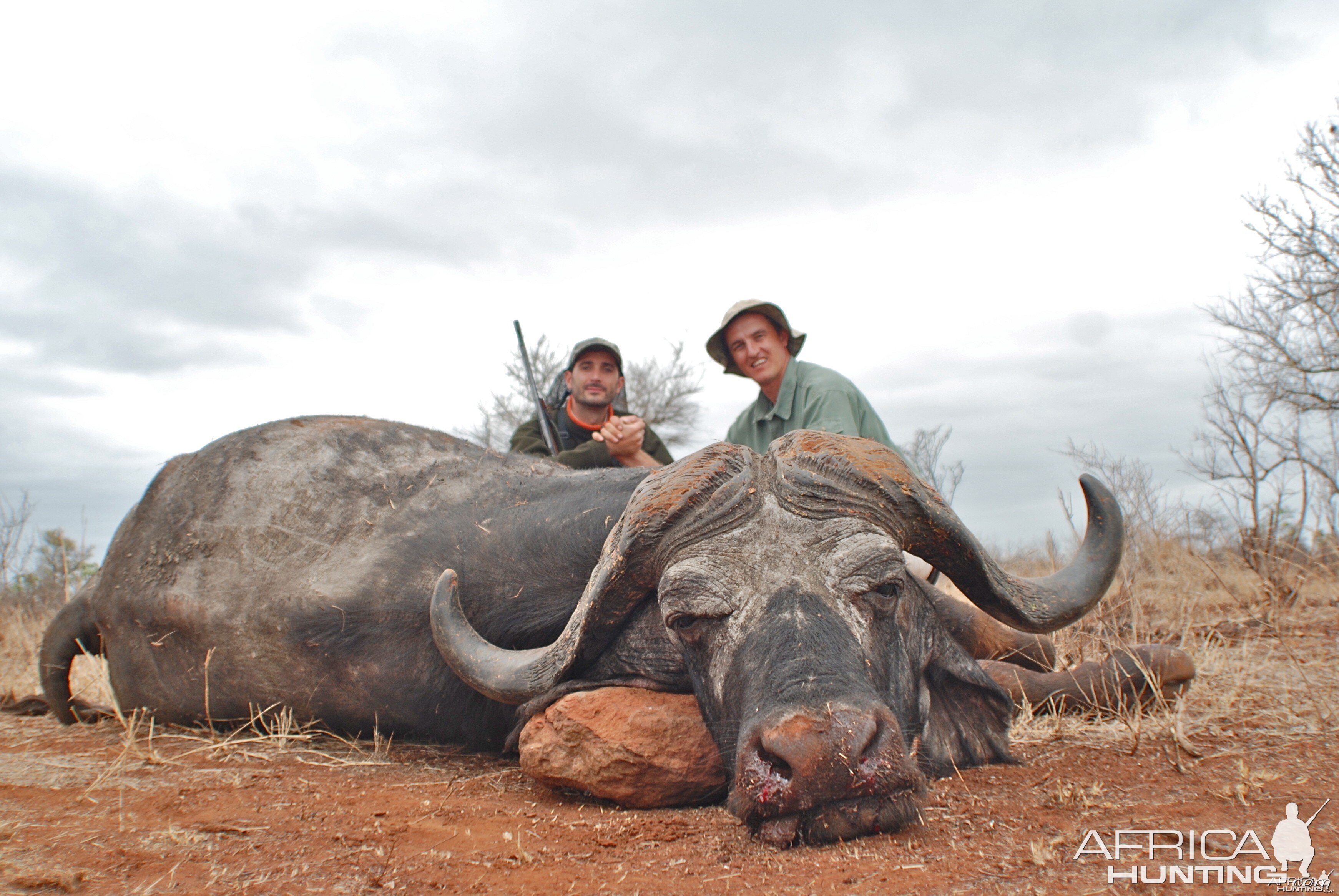 Free Range Buffalo ~ South Africa