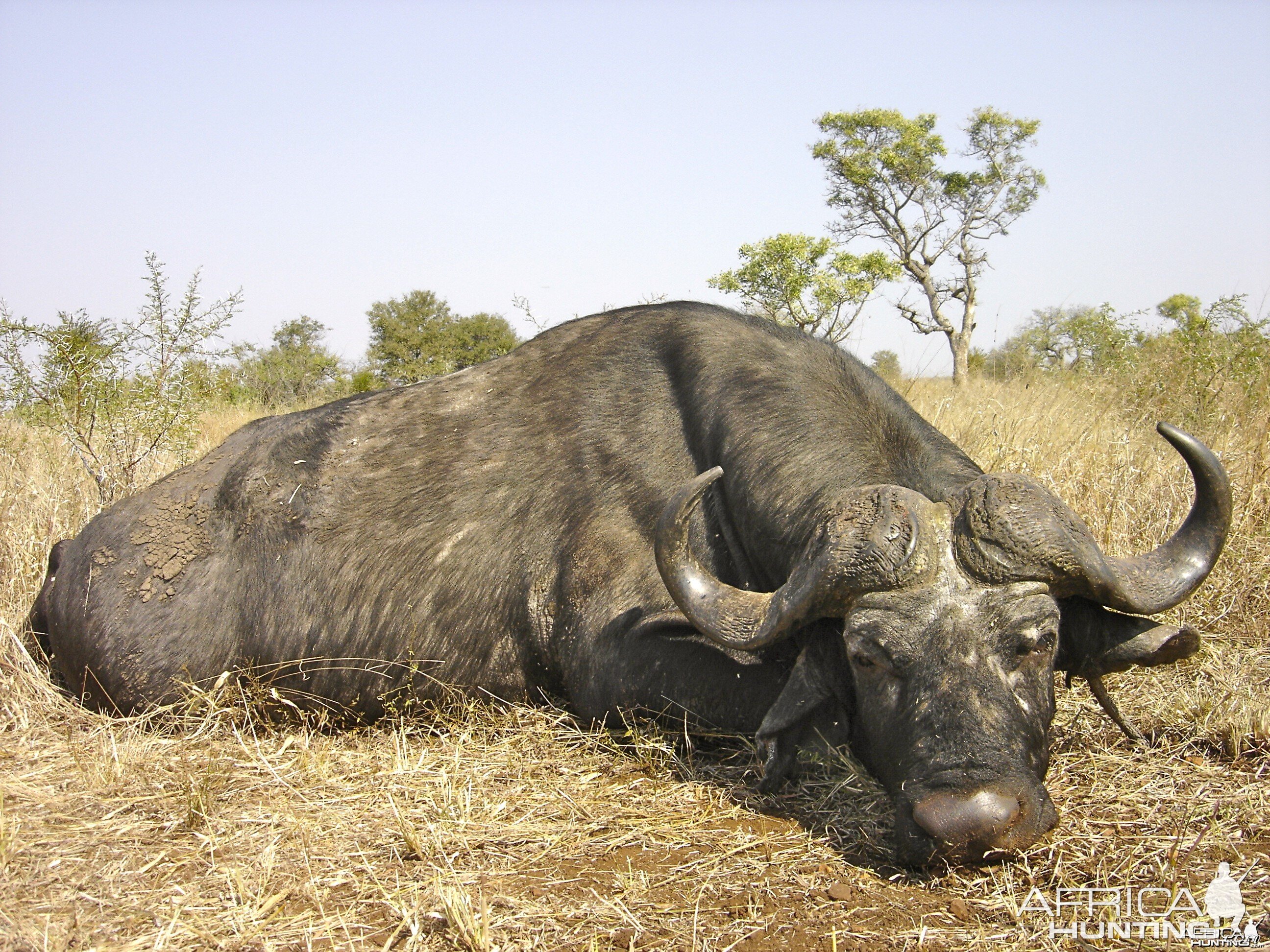 Free Range Buffalo ~ South Africa