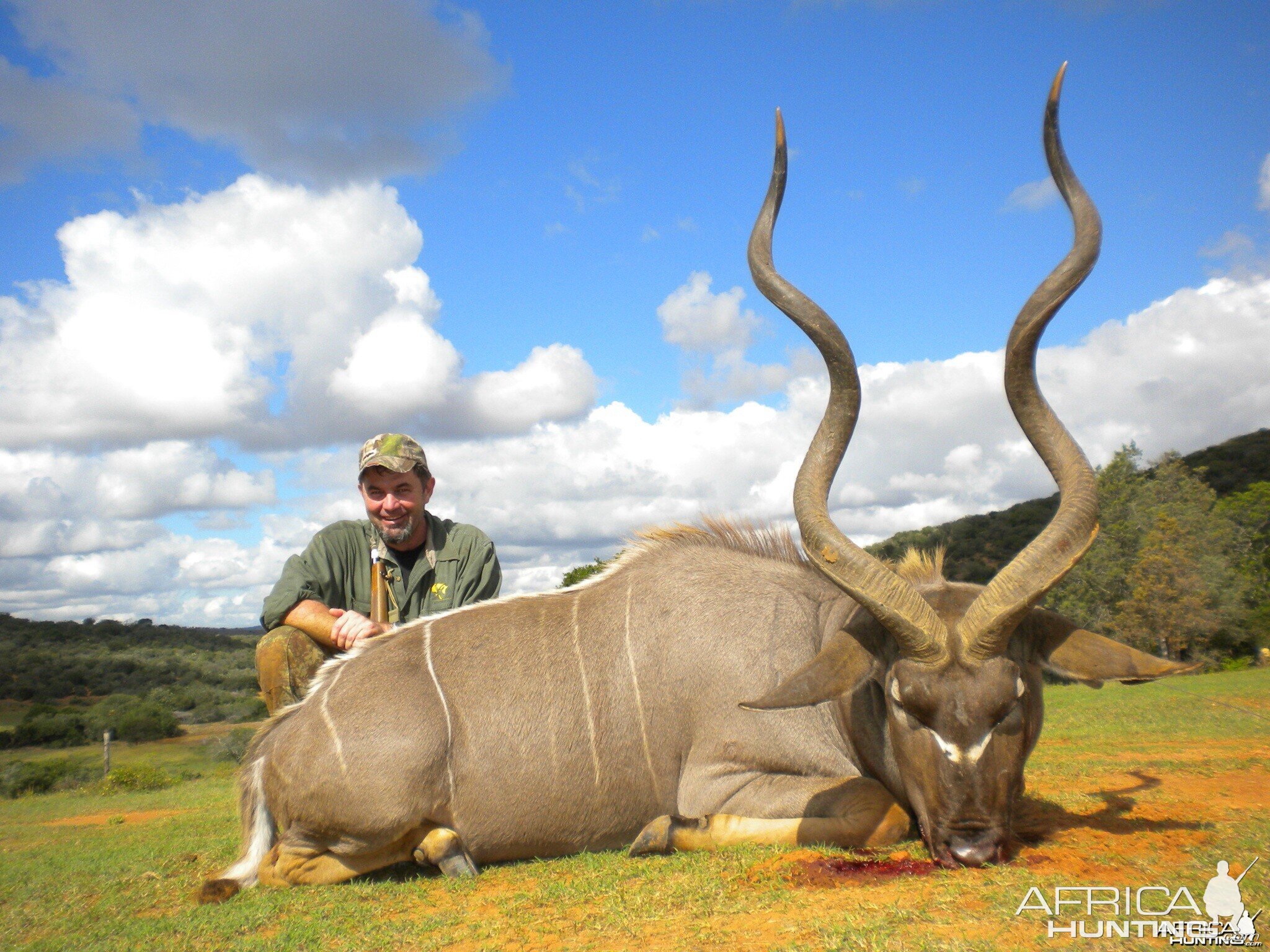 Free range Cape Kudu