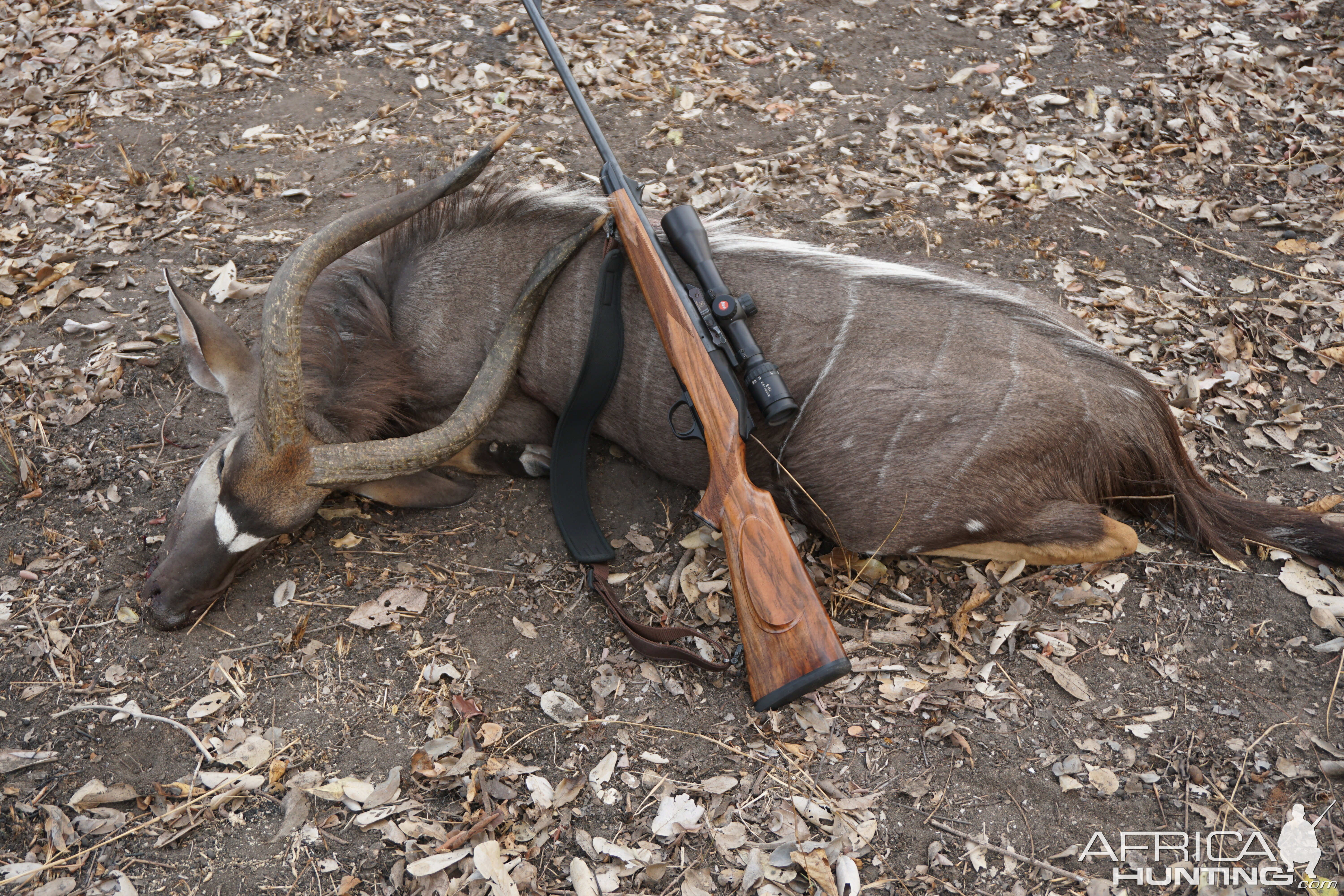 Free Range Mozambique Nyala