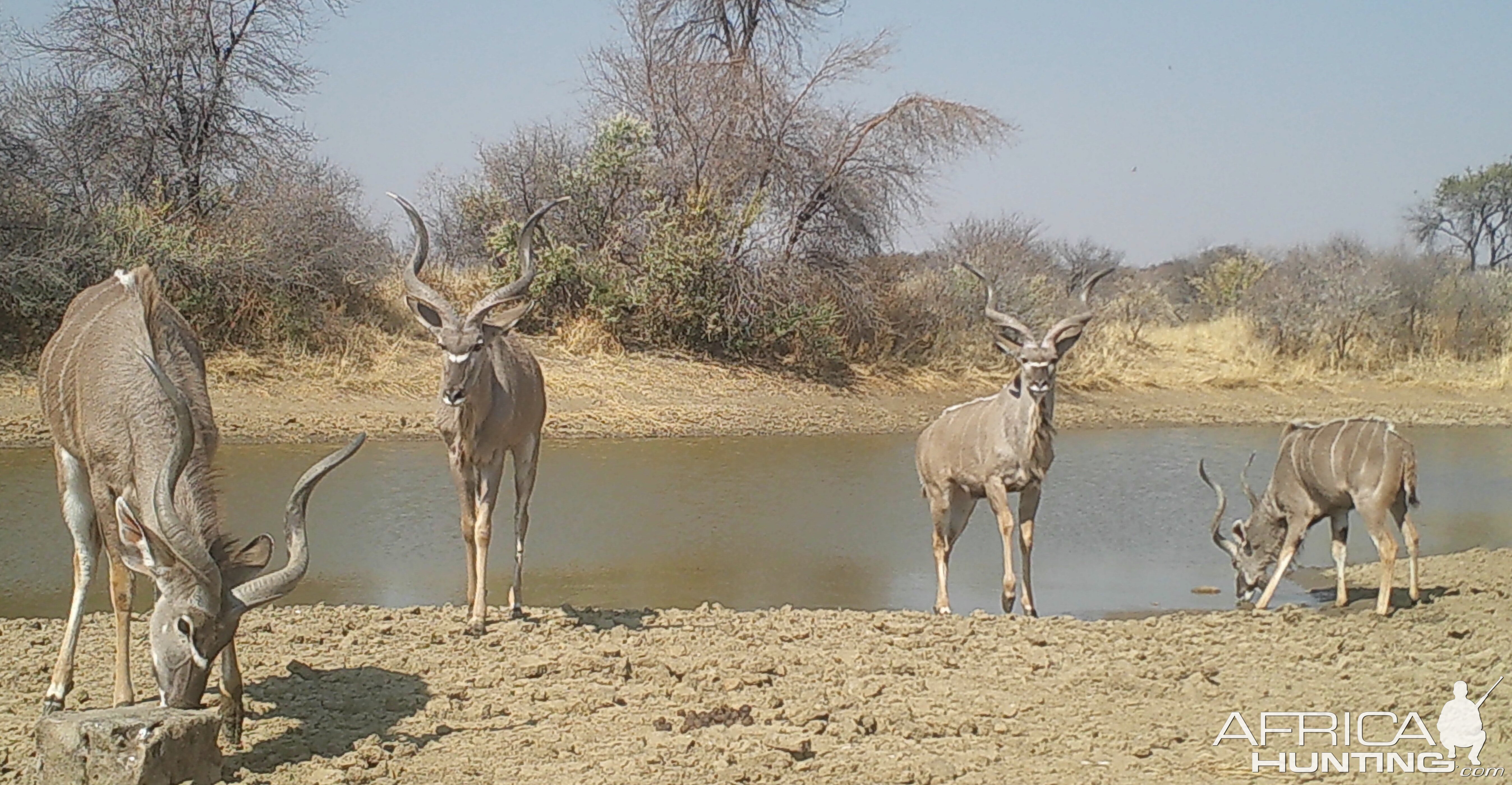 Free range young kudu bulls