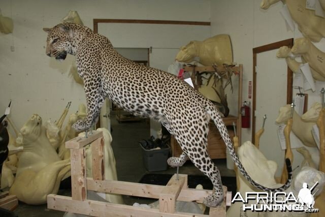 Full mount Leopard