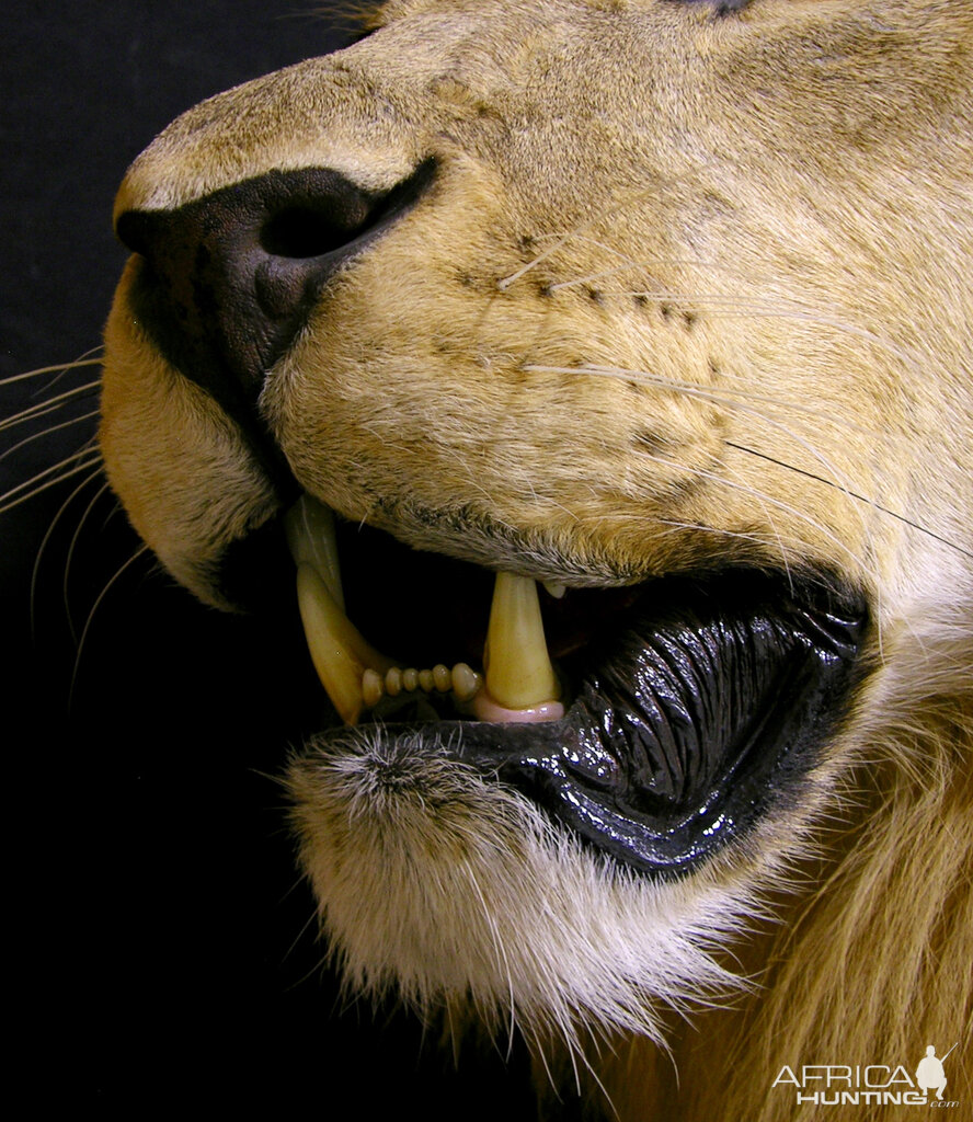 Full Mount Lion Taxidermy Big Zimbabwe Cat