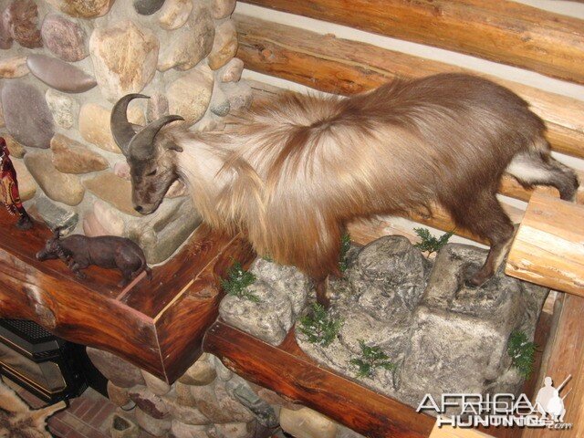 full mounted tahr