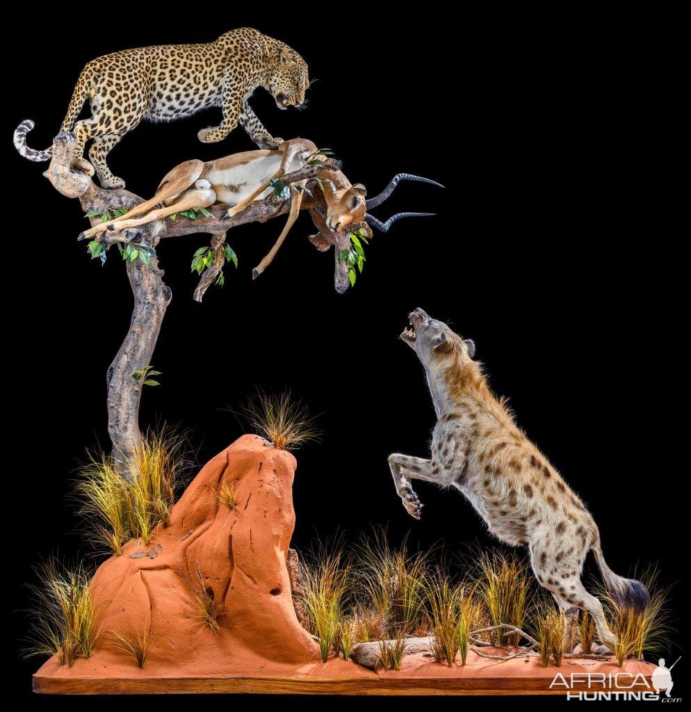 Full taxidermy mount Leopard guarding its prey