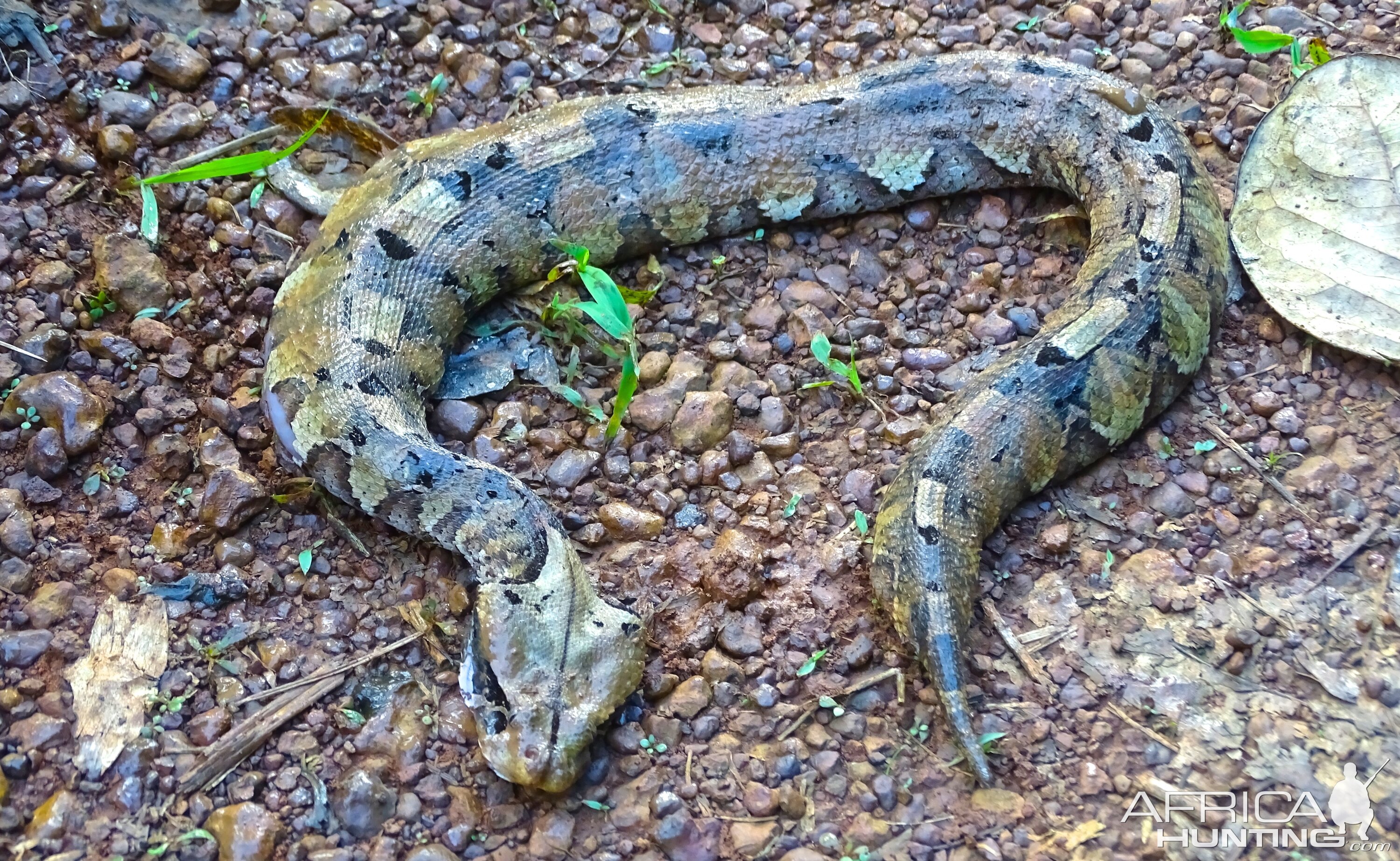 Gabon Viper Snake in Congo