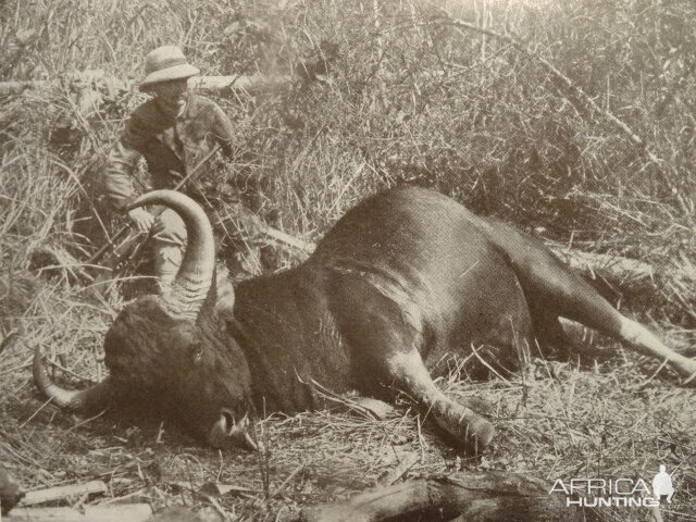 Gaur Hunting India