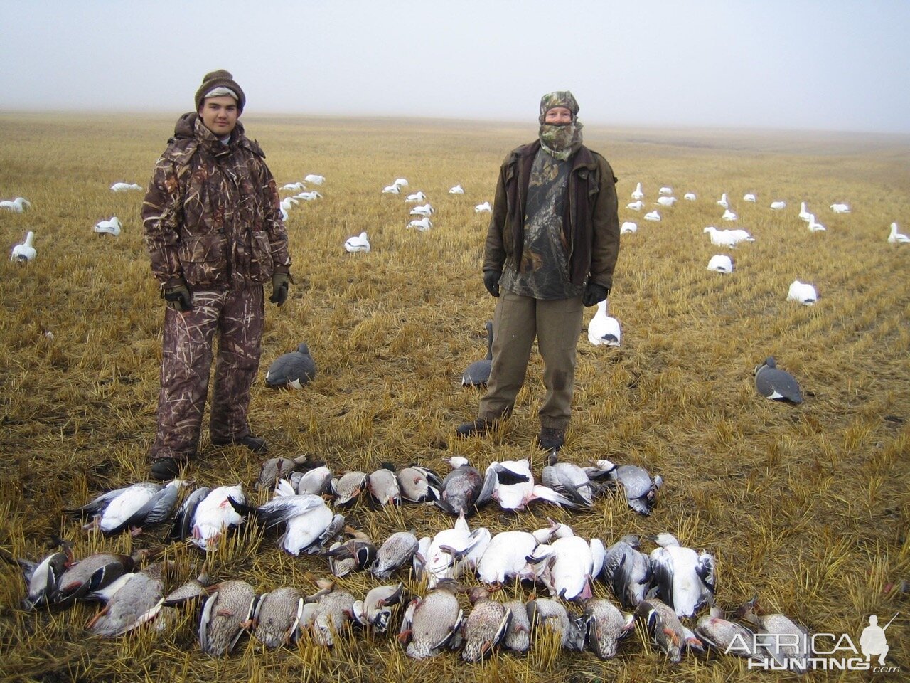 Geese Hunt Canada