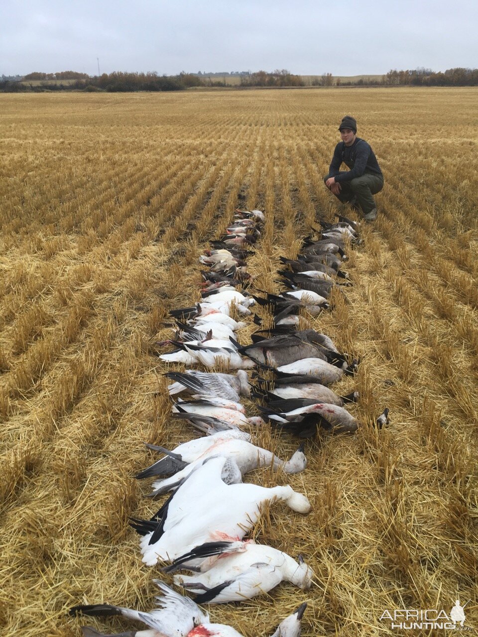 Geese Hunting Canada