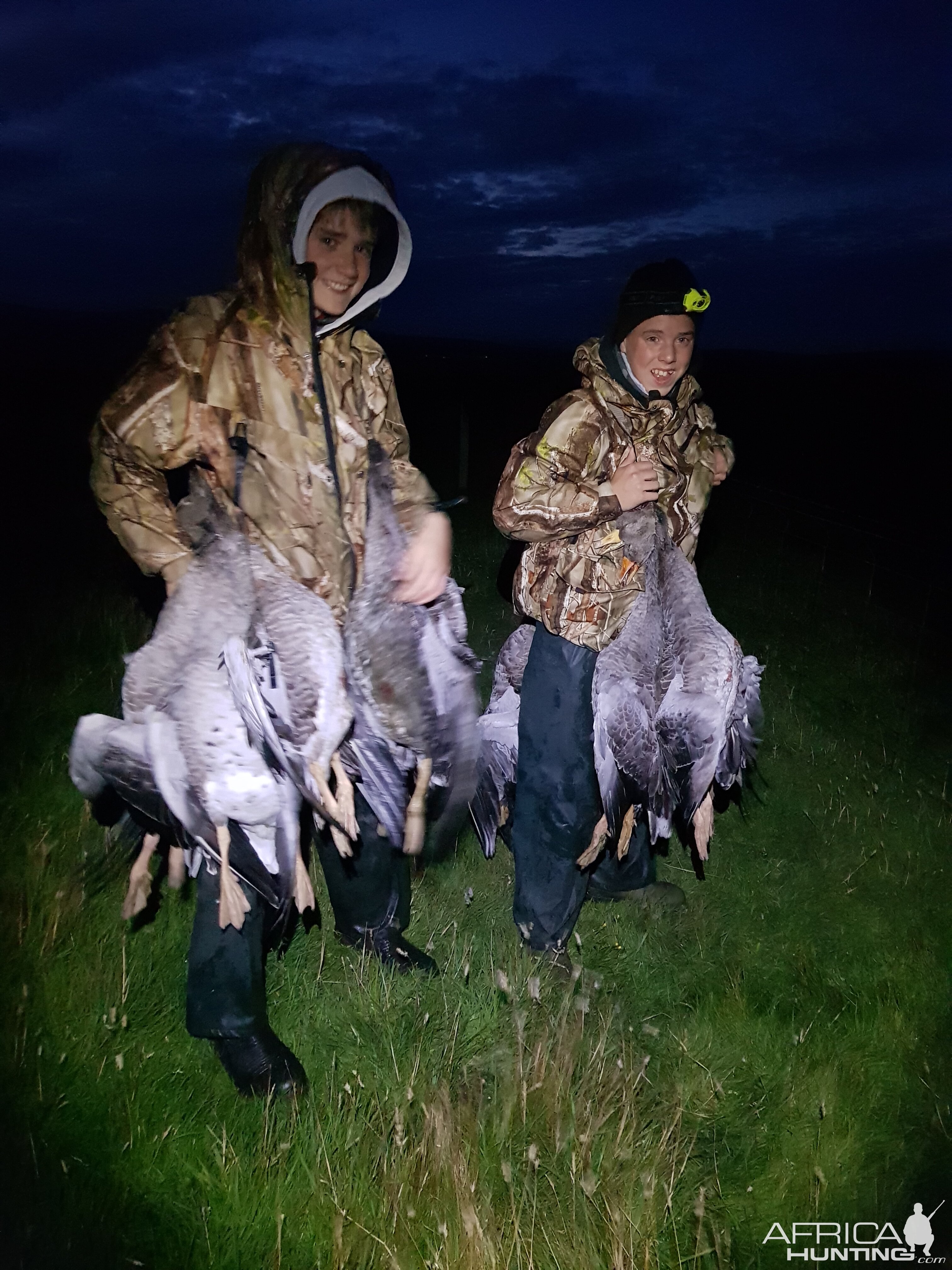 Geese Hunting Shetland