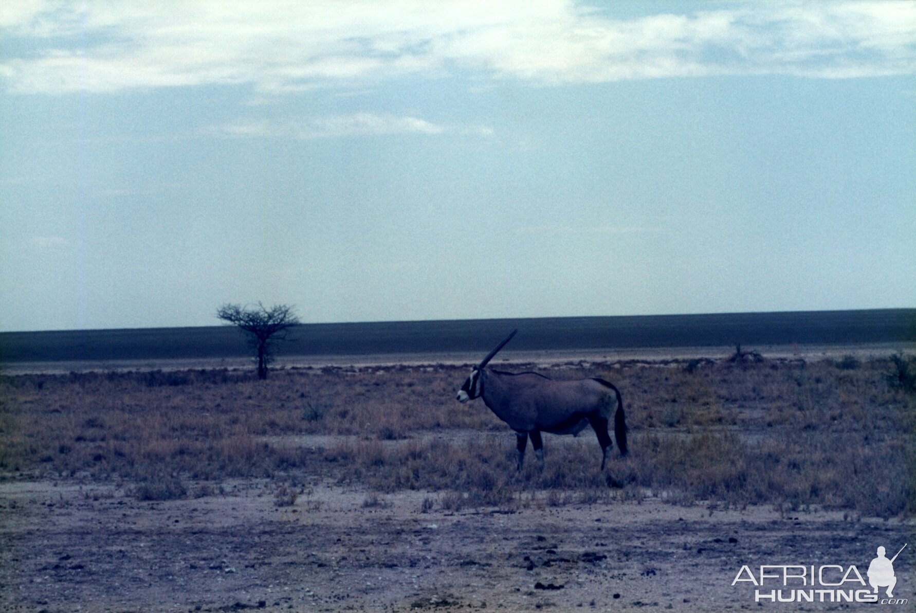 Gemsbok at Etosha National Park in Namibia