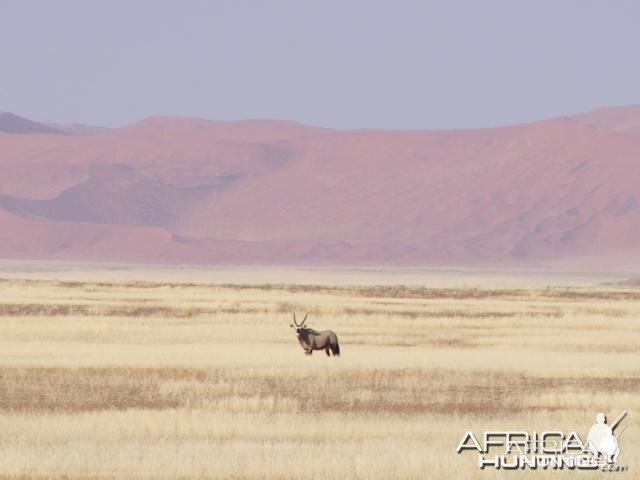 Gemsbok at Sossusvlei Namibia