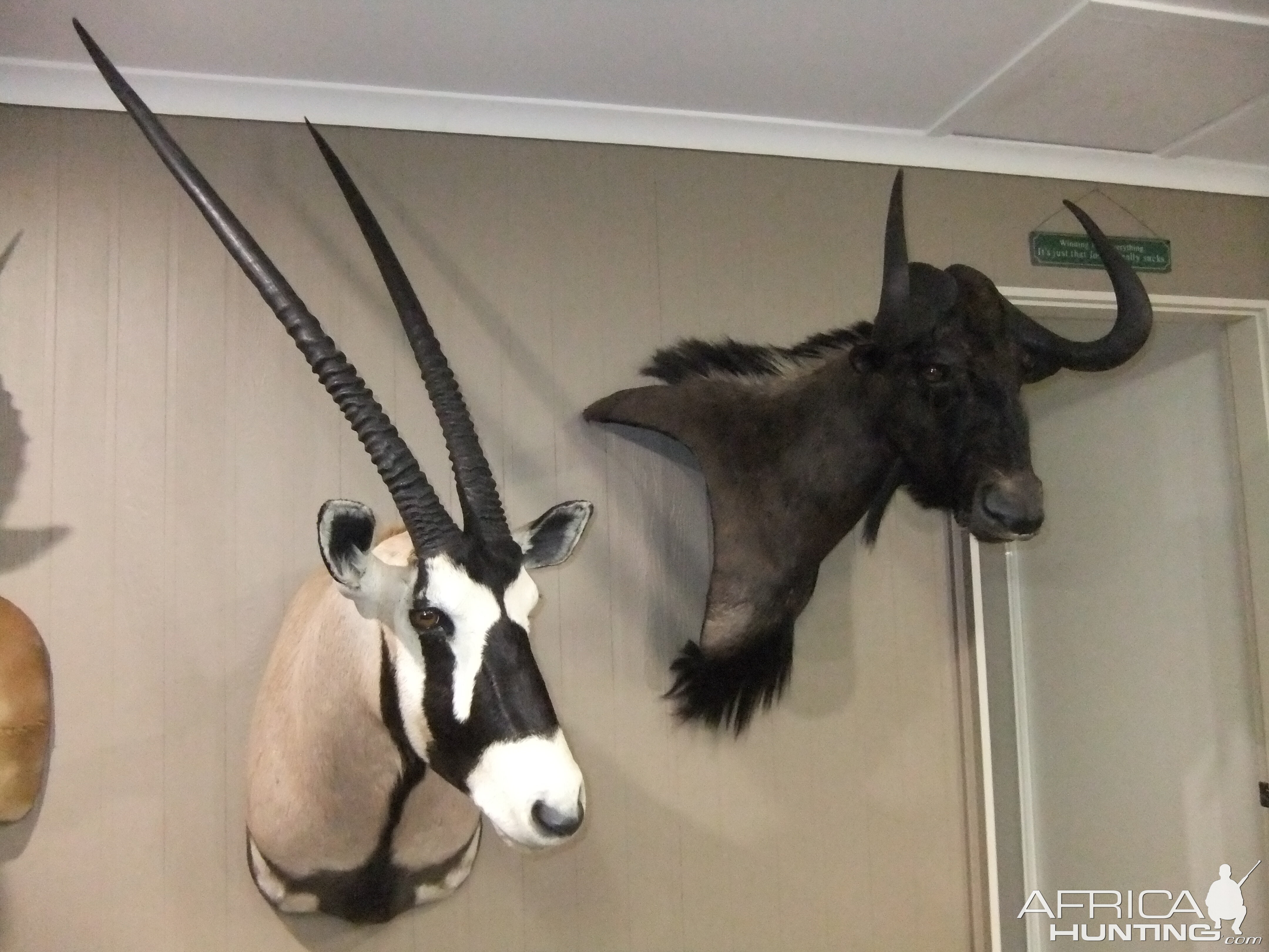 Gemsbok & Black Wildebeest Shoulder Mount Taxidermy