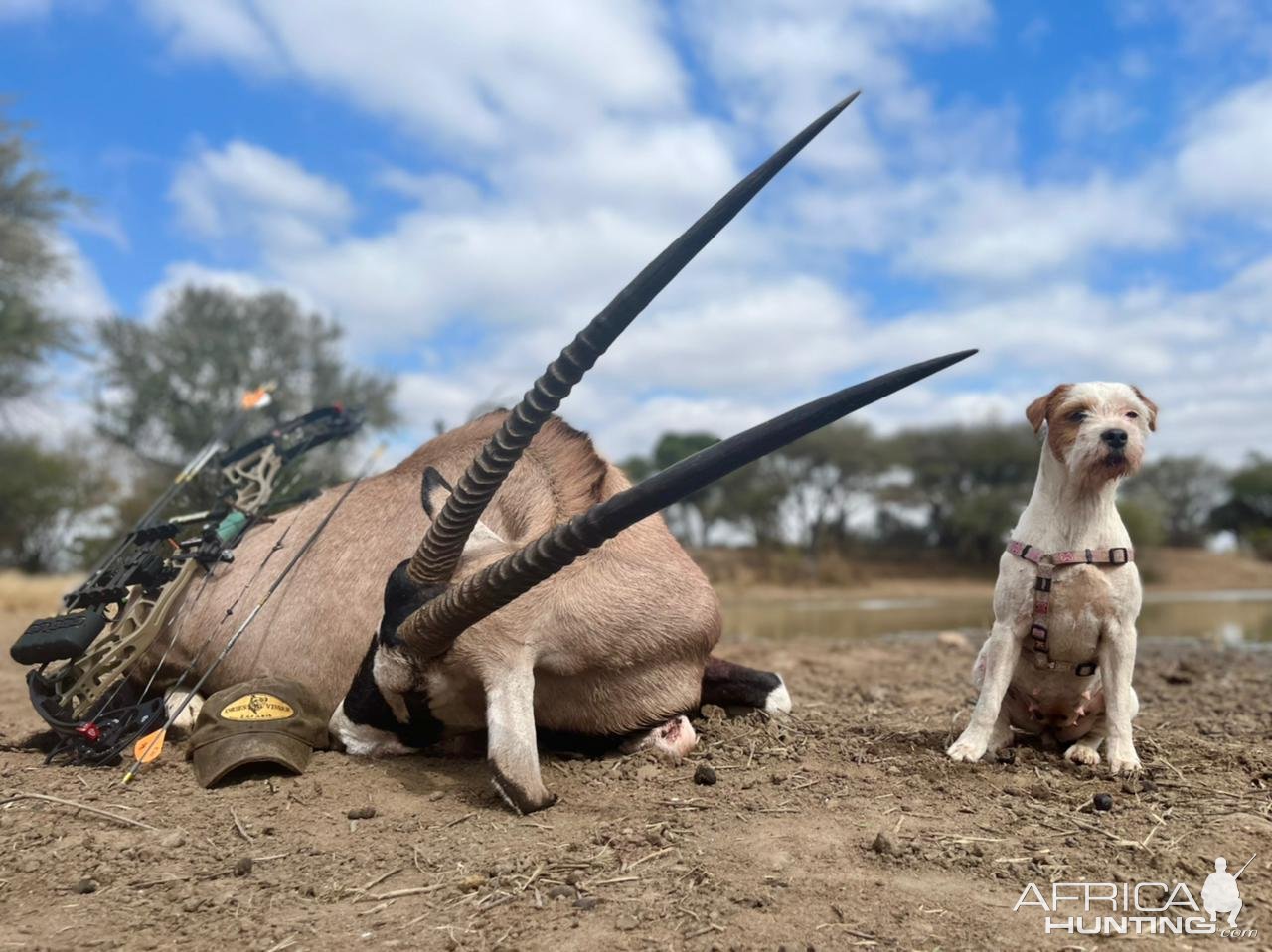 Gemsbok Bow Hunt Limpopo South Africa