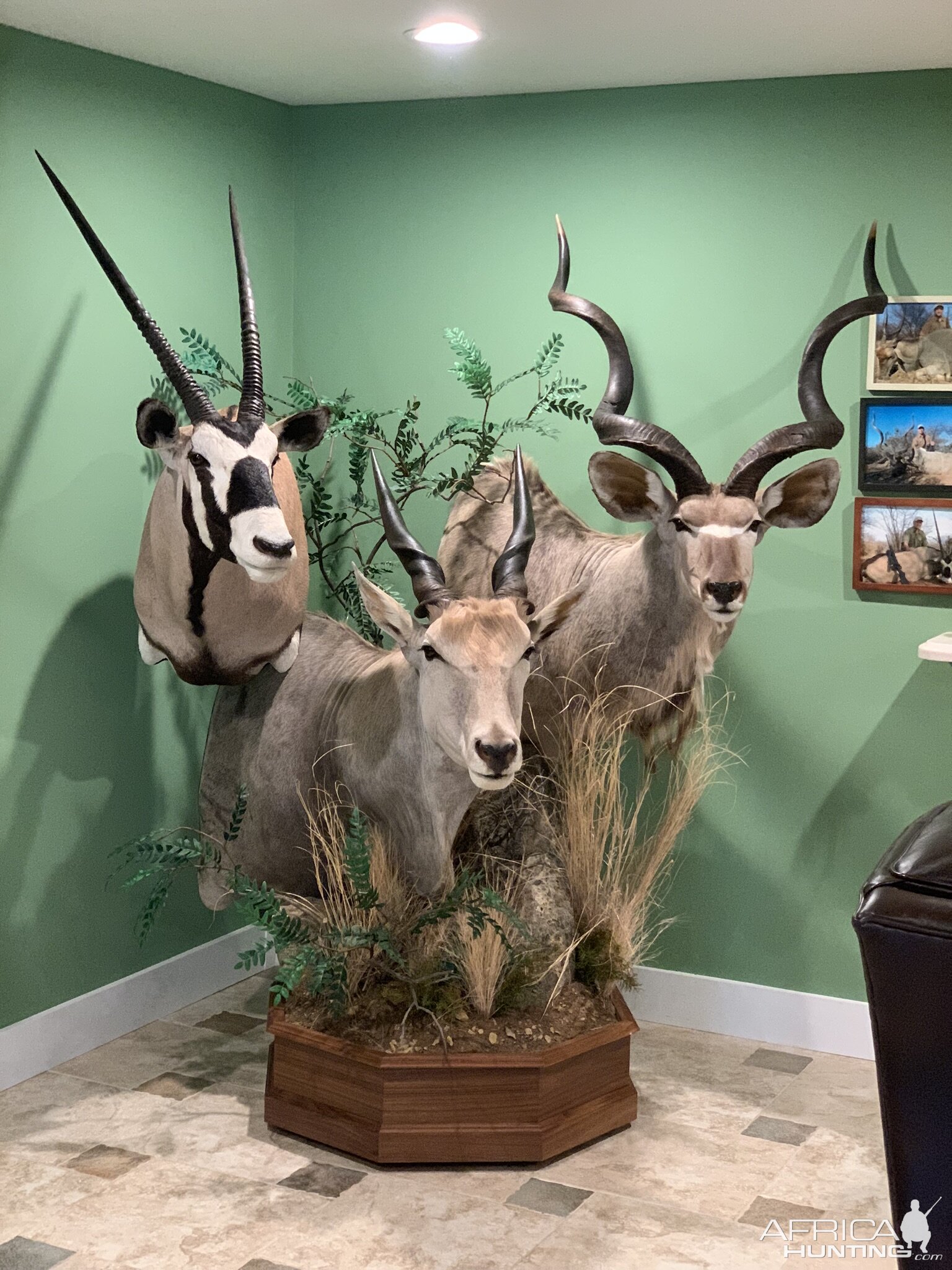 Gemsbok, Eland & Kudu Pedestal Mount Taxidermy