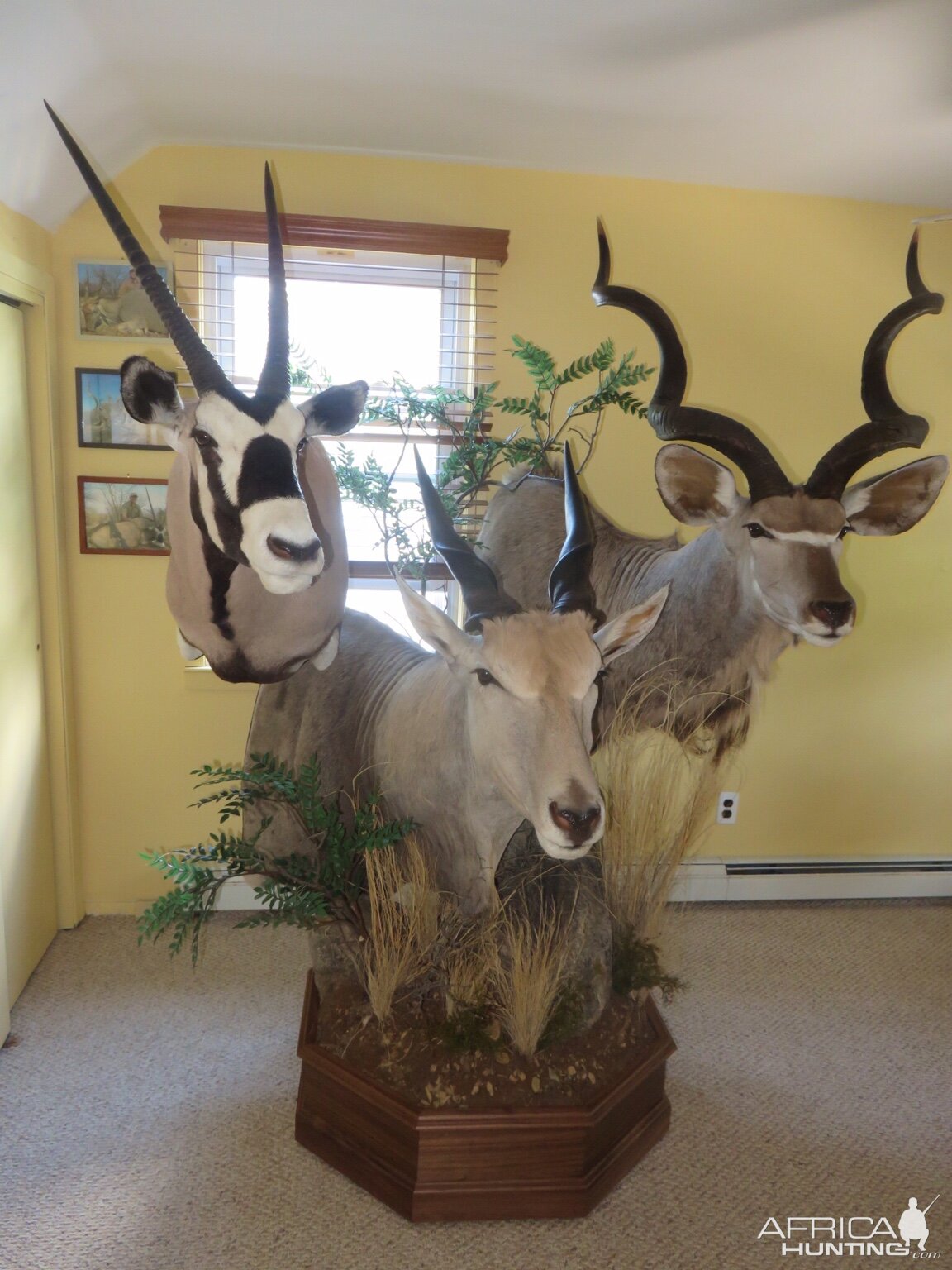 Gemsbok,  Eland & Kudu Pedestal Taxidermy