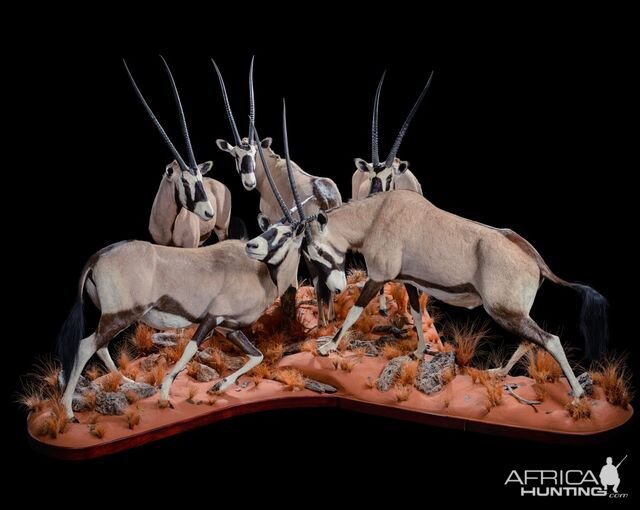 Gemsbok Full Taxidermy Mount