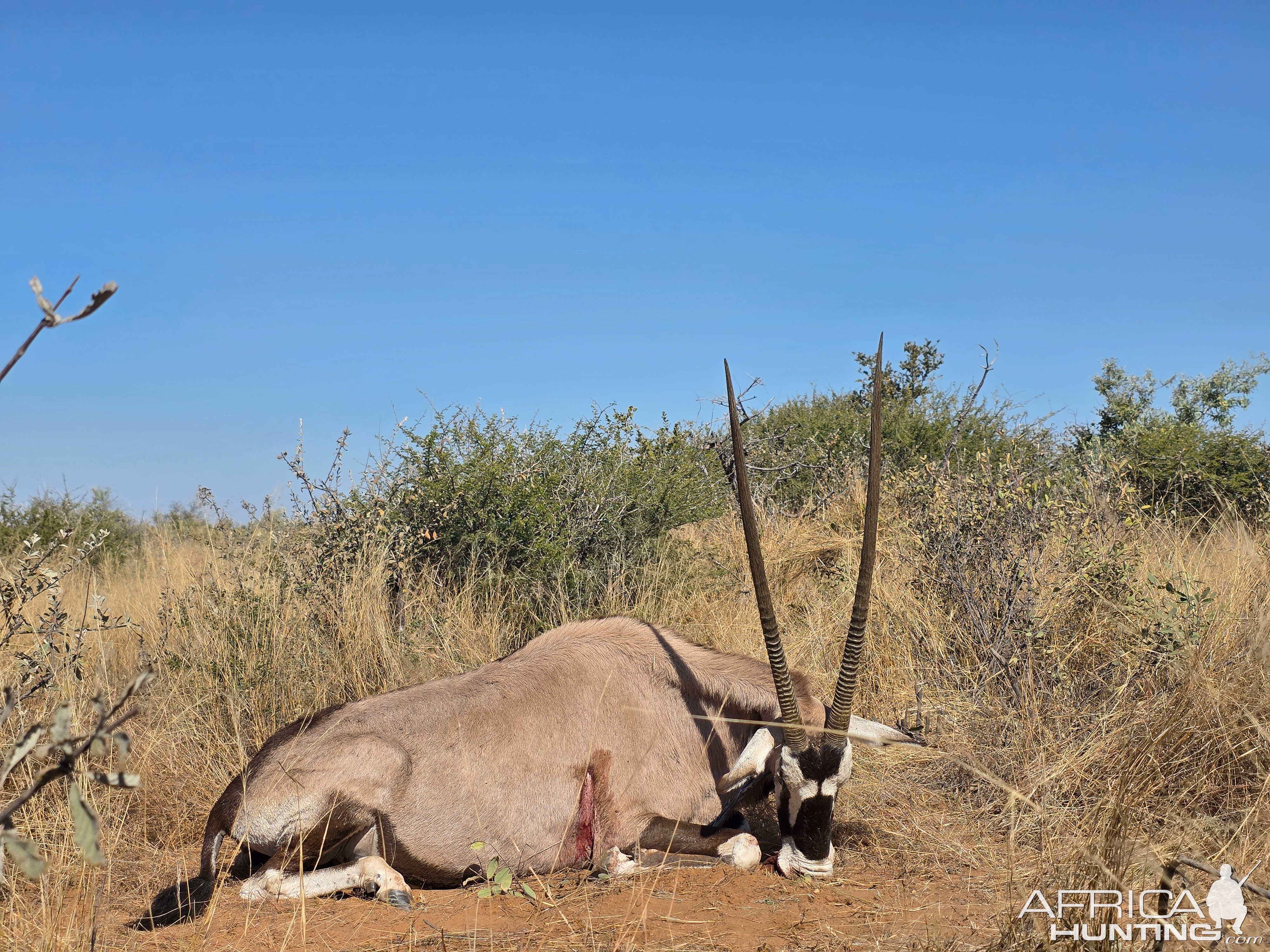 Gemsbok Hunt Botswana