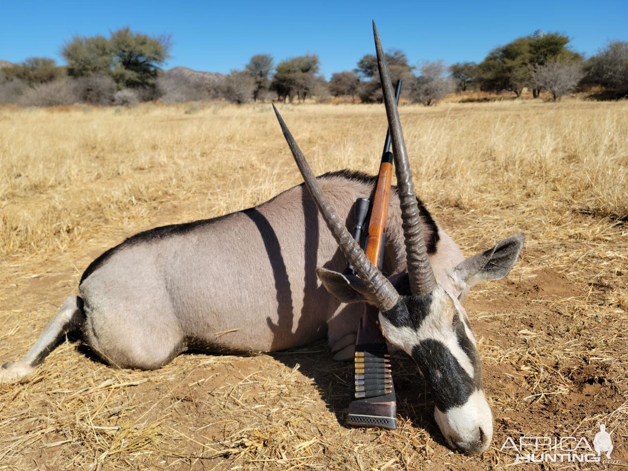 Gemsbok Hunt Namibia