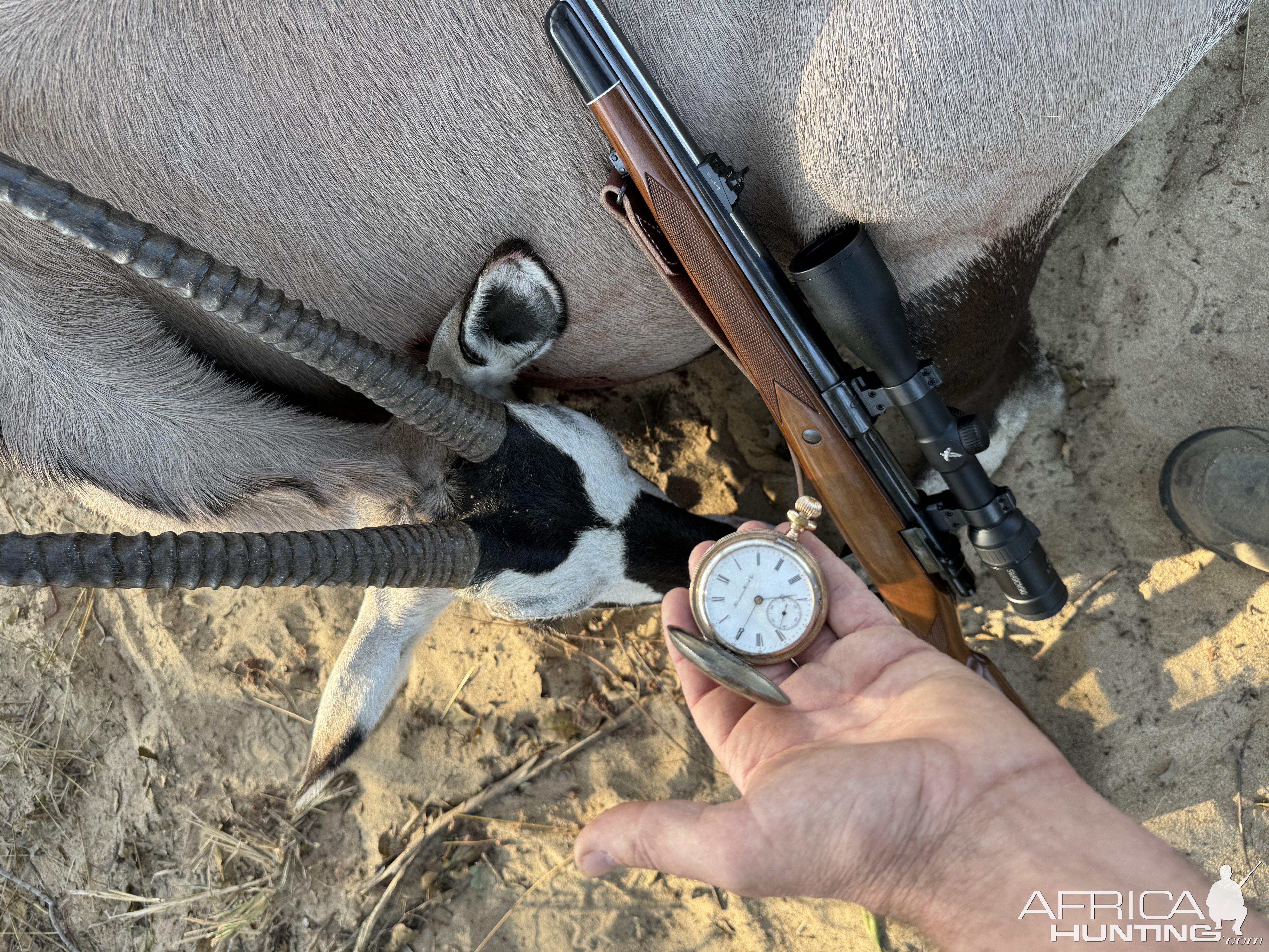 Gemsbok Hunt Namibia