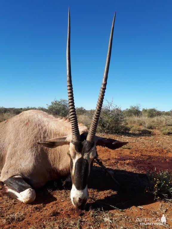 Gemsbok Hunt Northern Cape South Africa