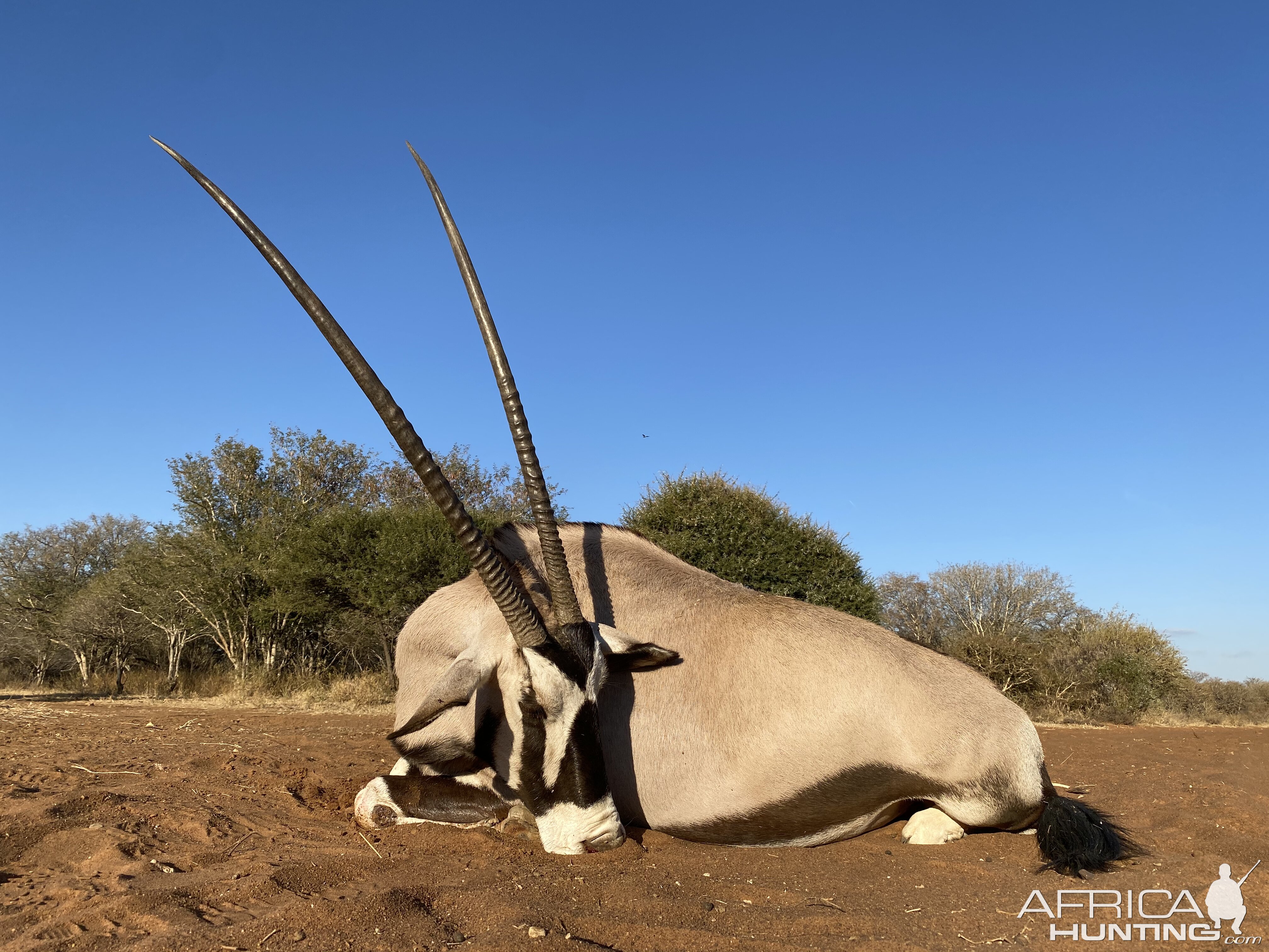 Gemsbok Hunt South Africa