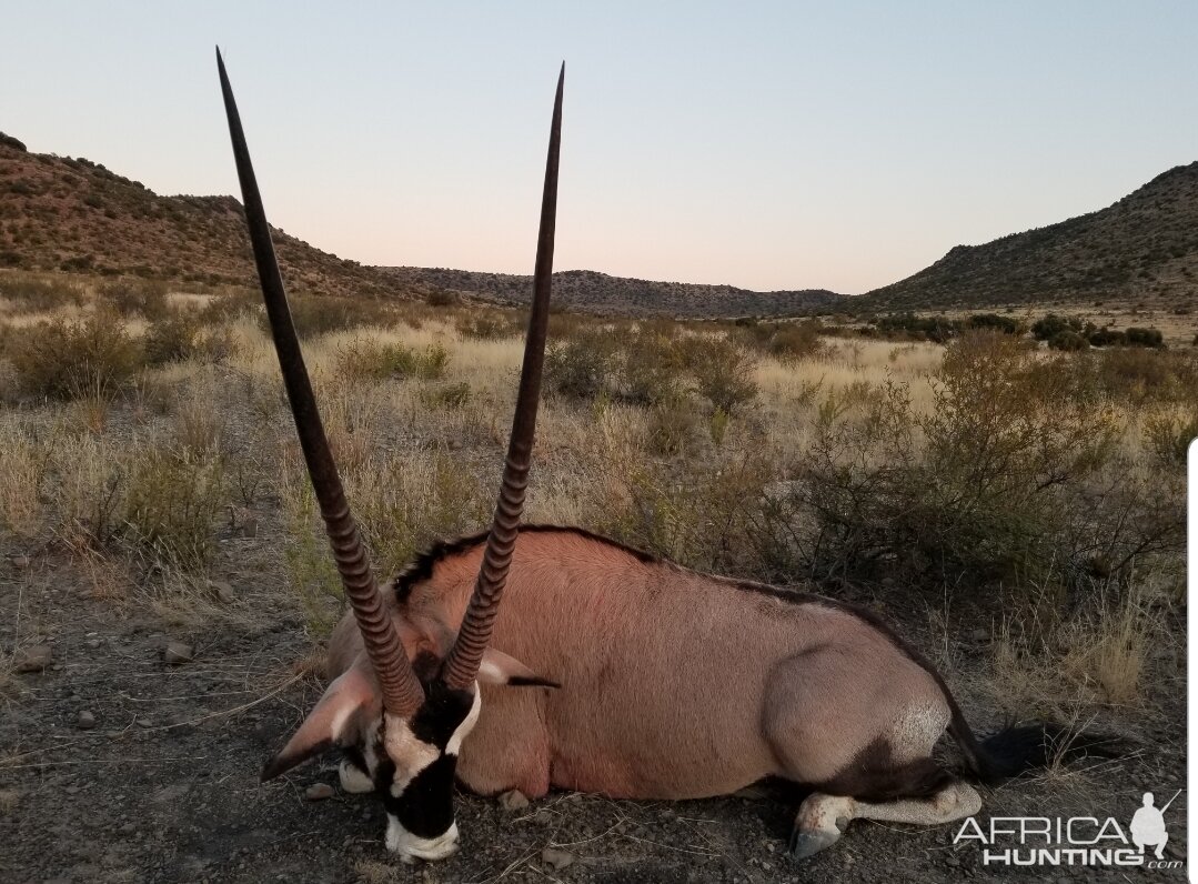 Gemsbok Hunt South Africa