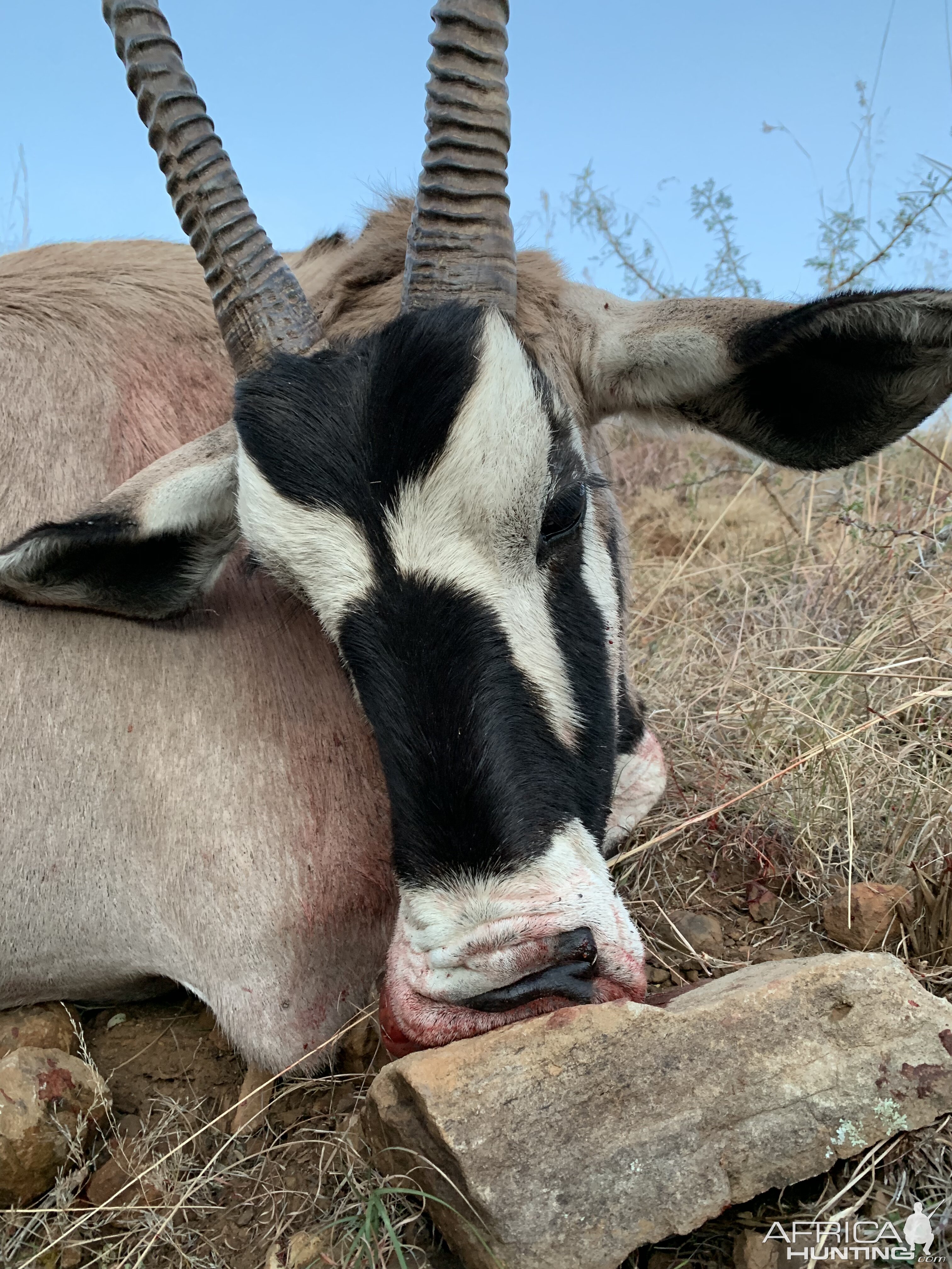 Gemsbok Hunt South Africa