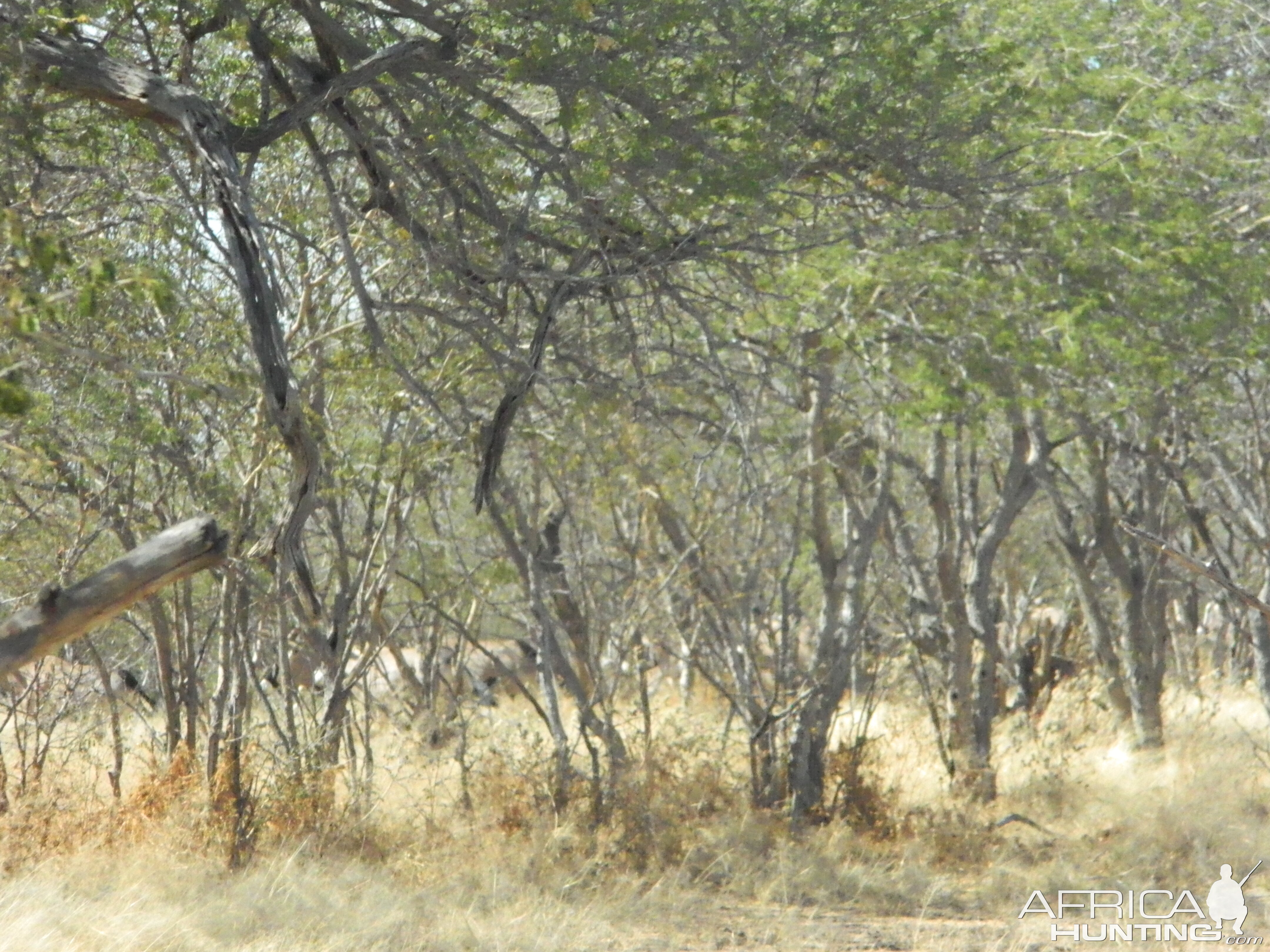 Gemsbok in the bush
