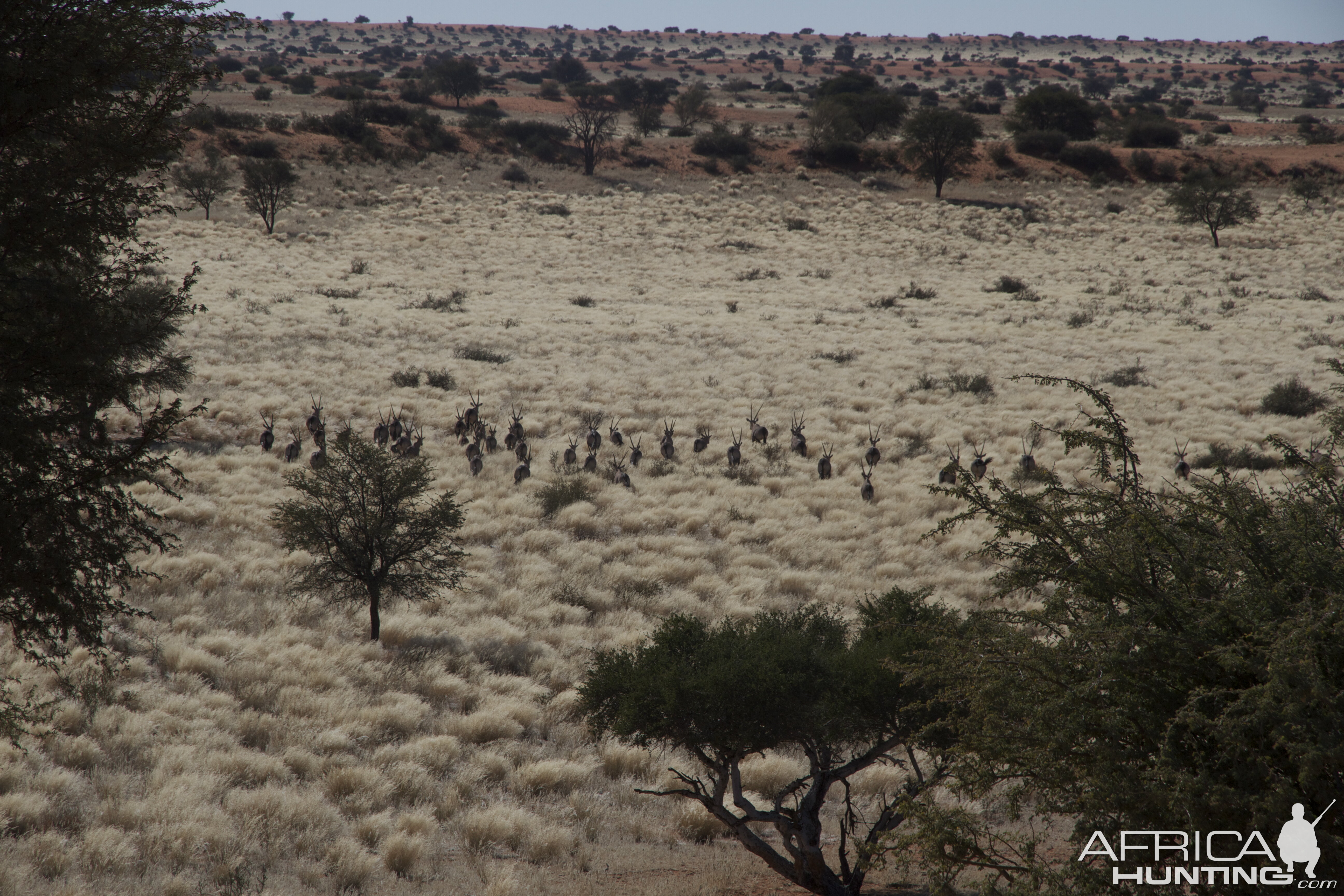 Gemsbok in the Kalahari