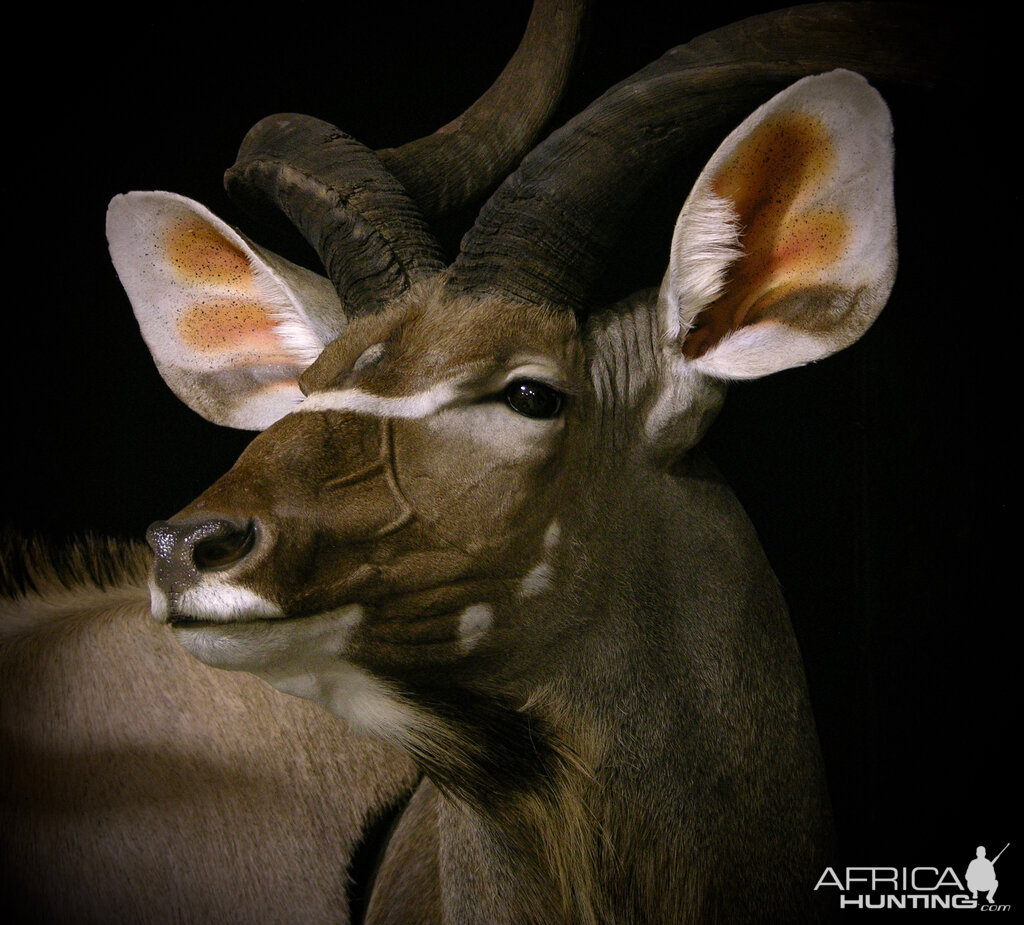 Gemsbok & Kudu Double Pedestal Taxidermy