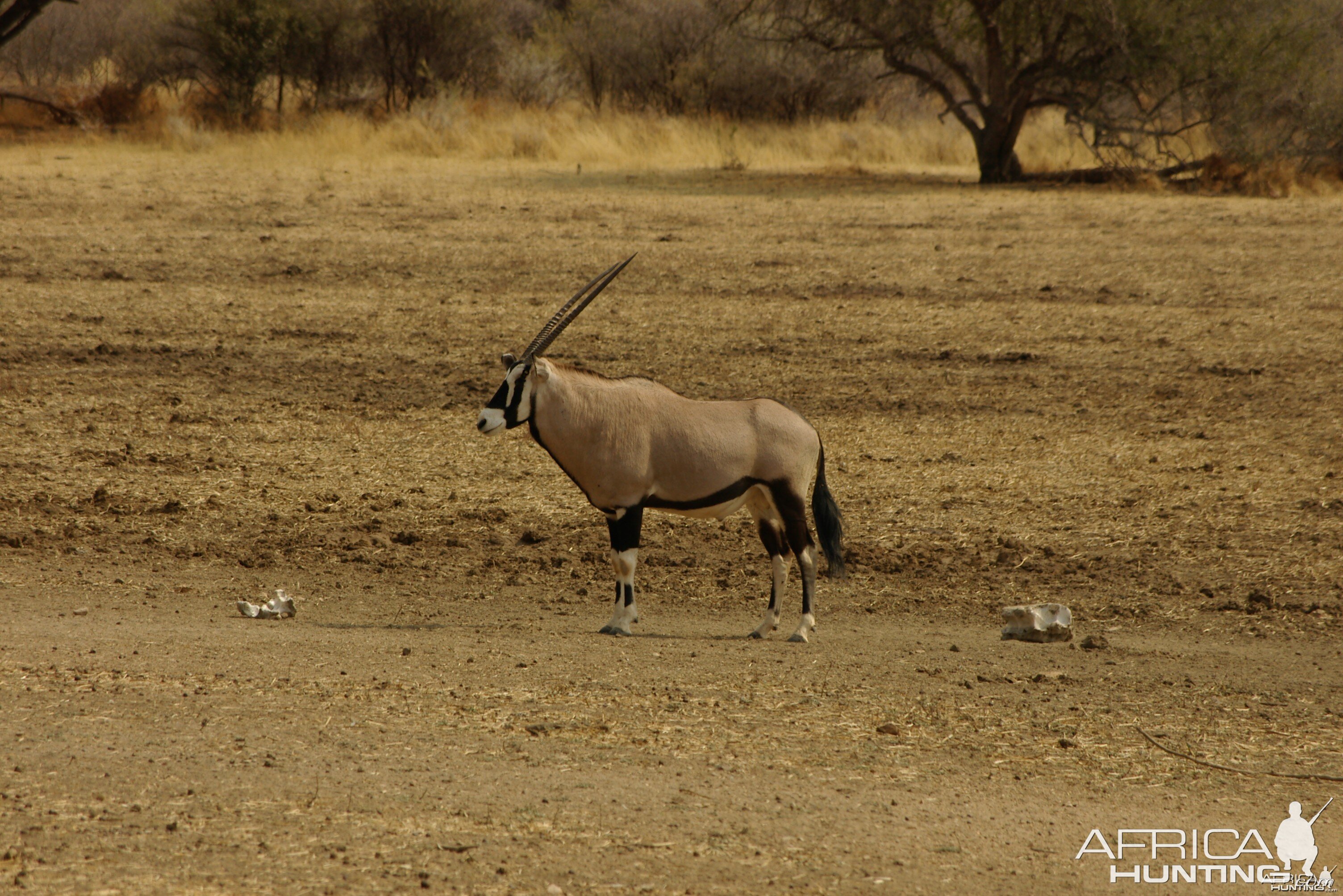 Gemsbok Namibia
