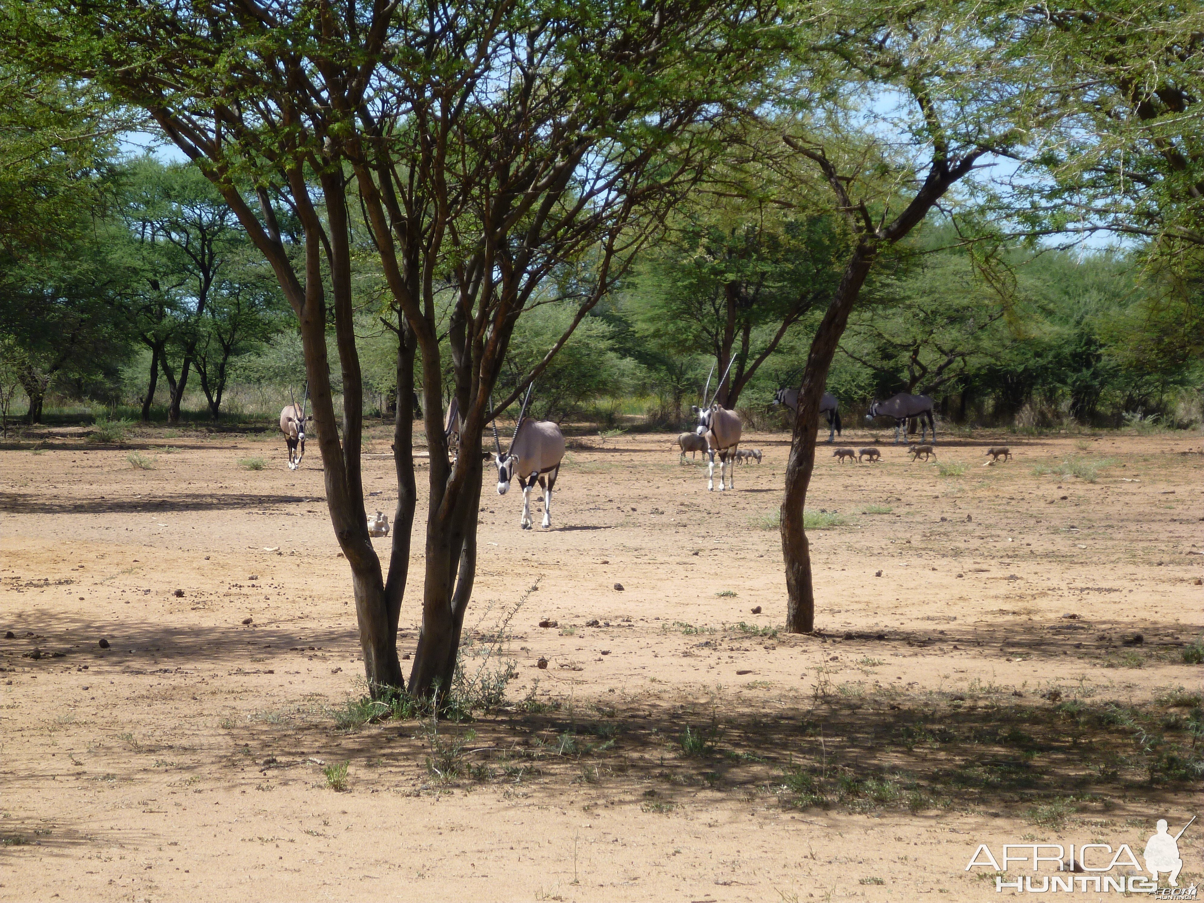 Gemsbok Namibia