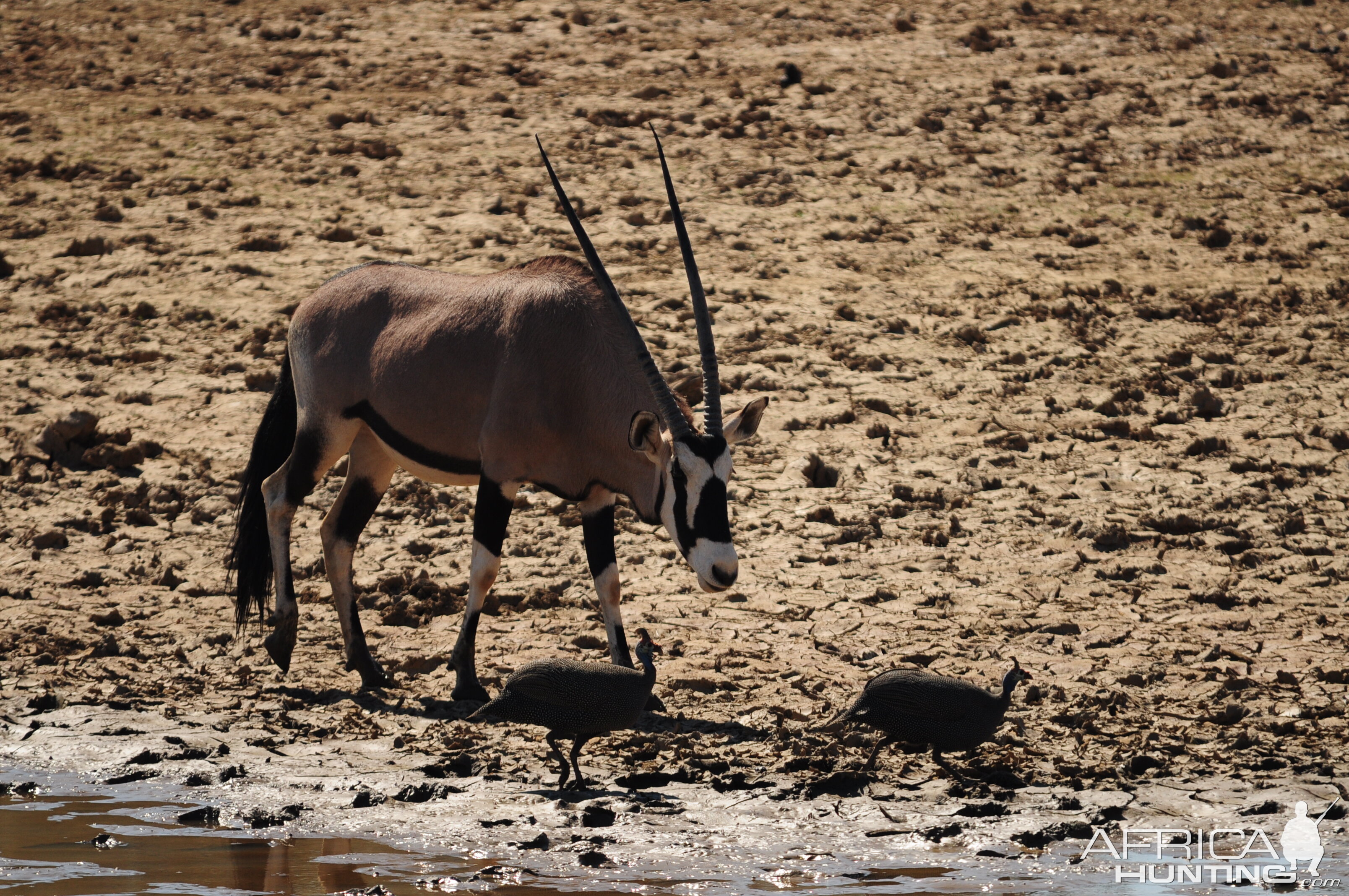 Gemsbok Namibia