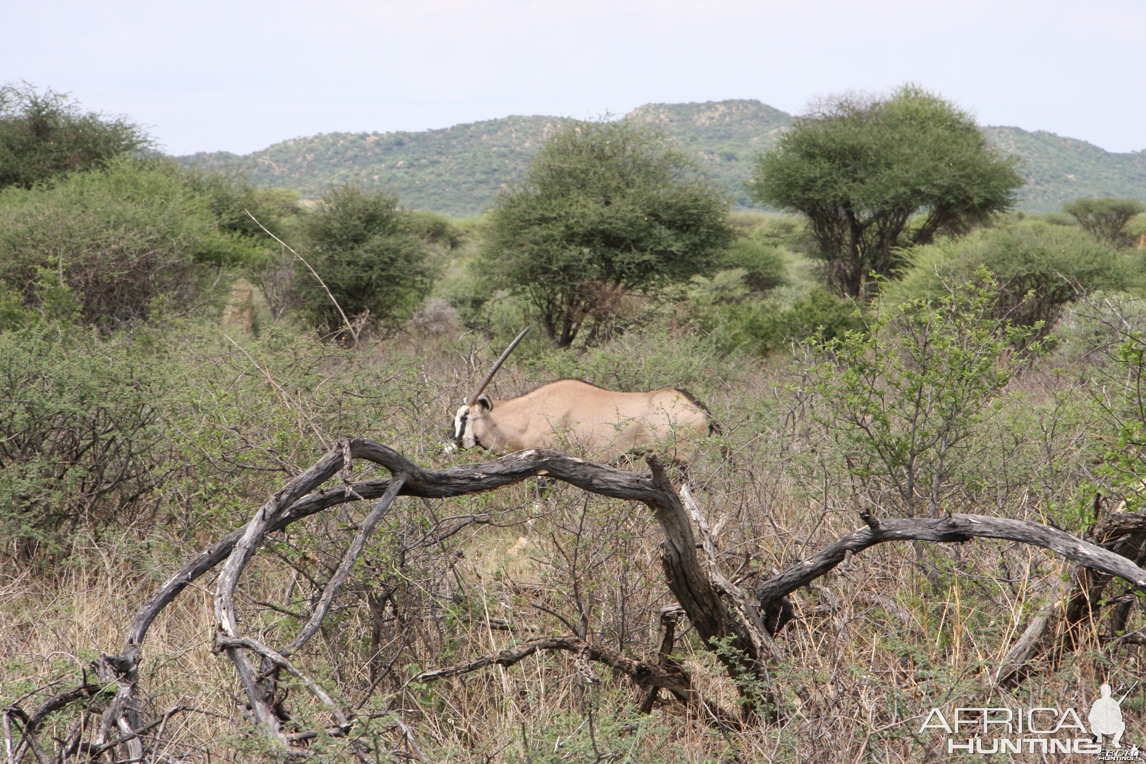 Gemsbok Namibia