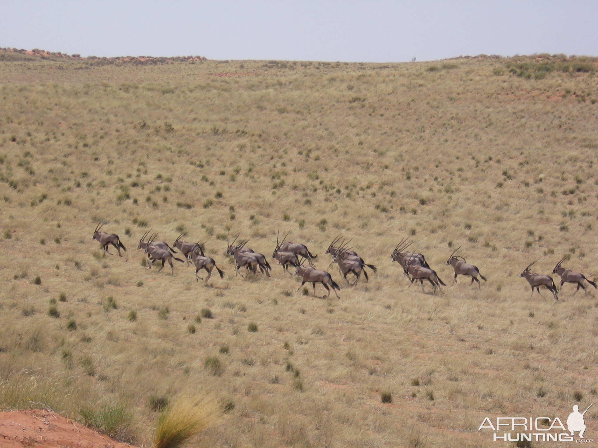 Gemsbok Namibia