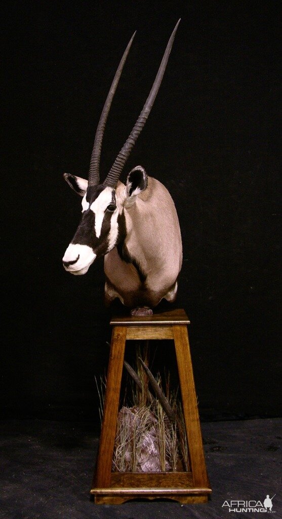 Gemsbok Pedestal Taxidermy