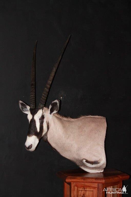 Gemsbok Shoulder Mount Pedestal Taxidermy