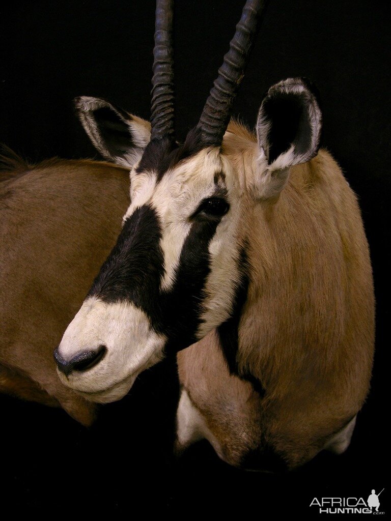 Gemsbok Shoulder Mount Taxidermy Close Up