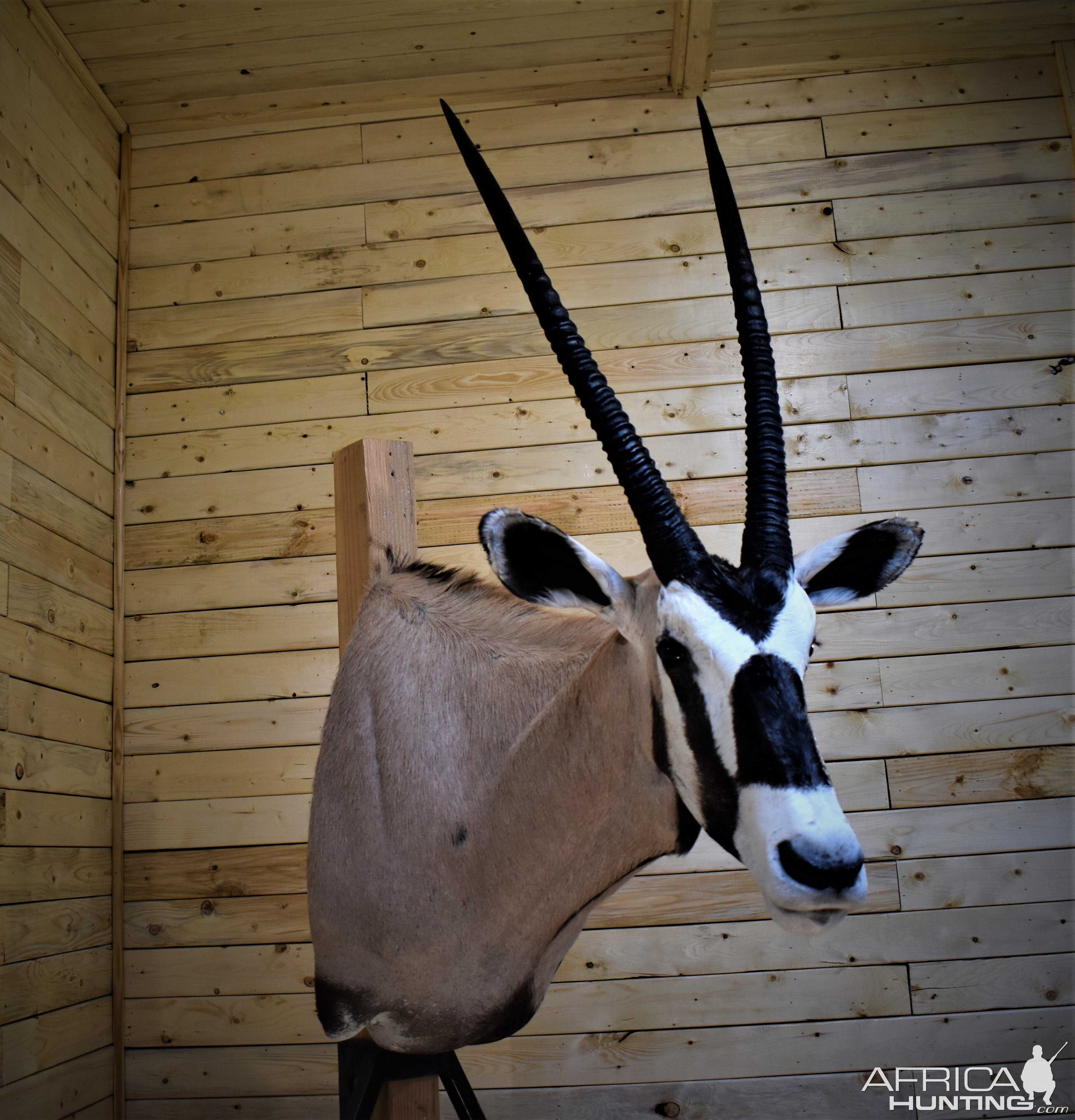 Gemsbok Shoulder Mount Taxidermy