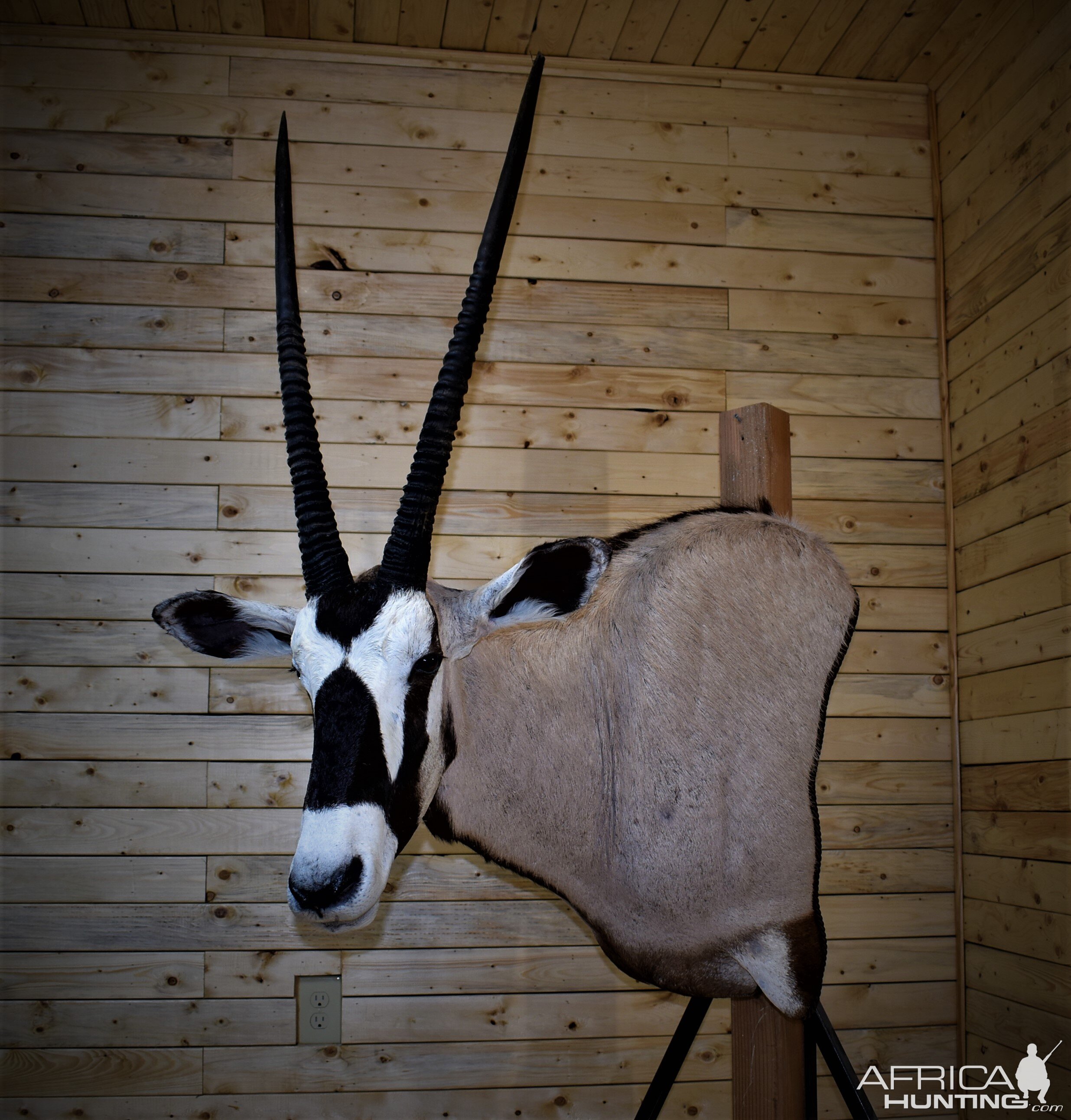 Gemsbok Shoulder Mount Taxidermy