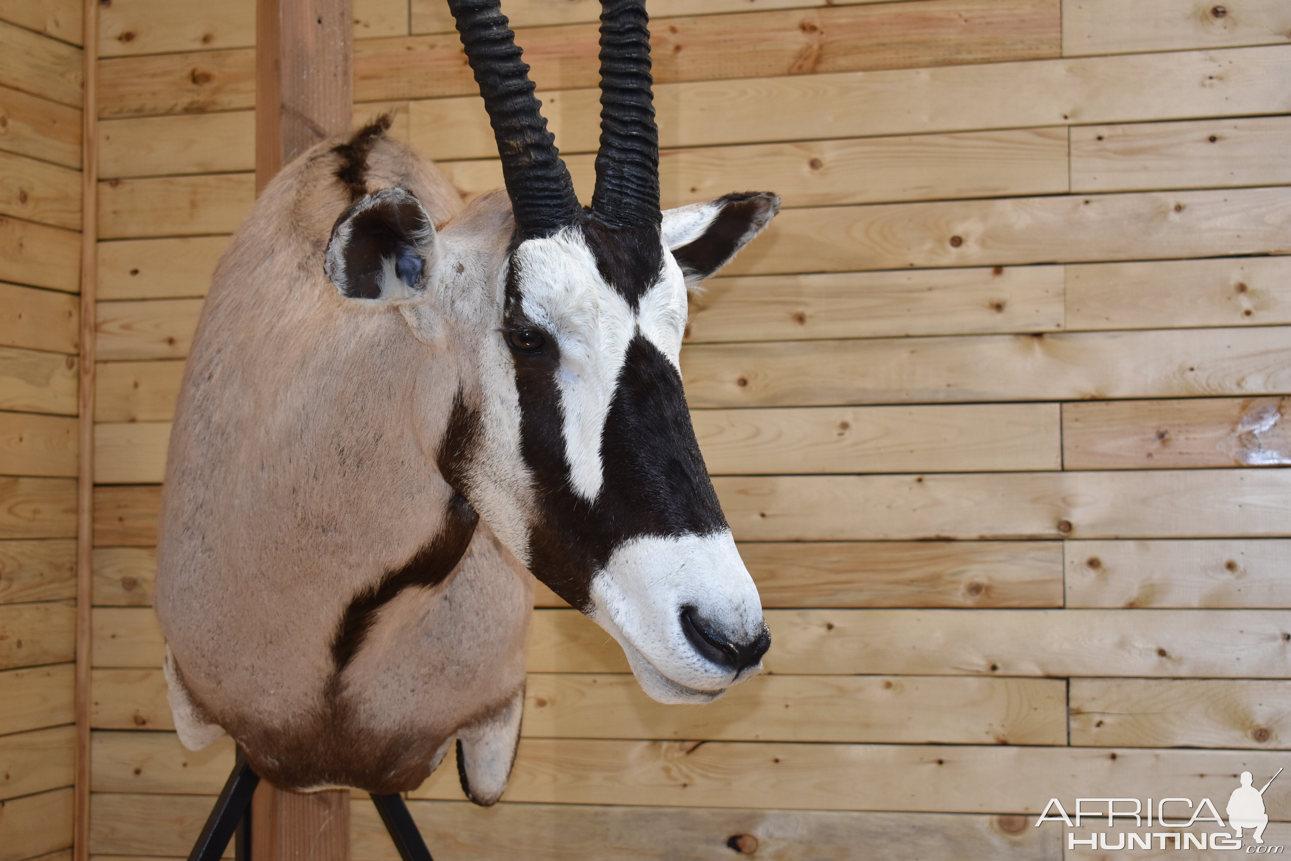 Gemsbok Shoulder Mount Taxidermy