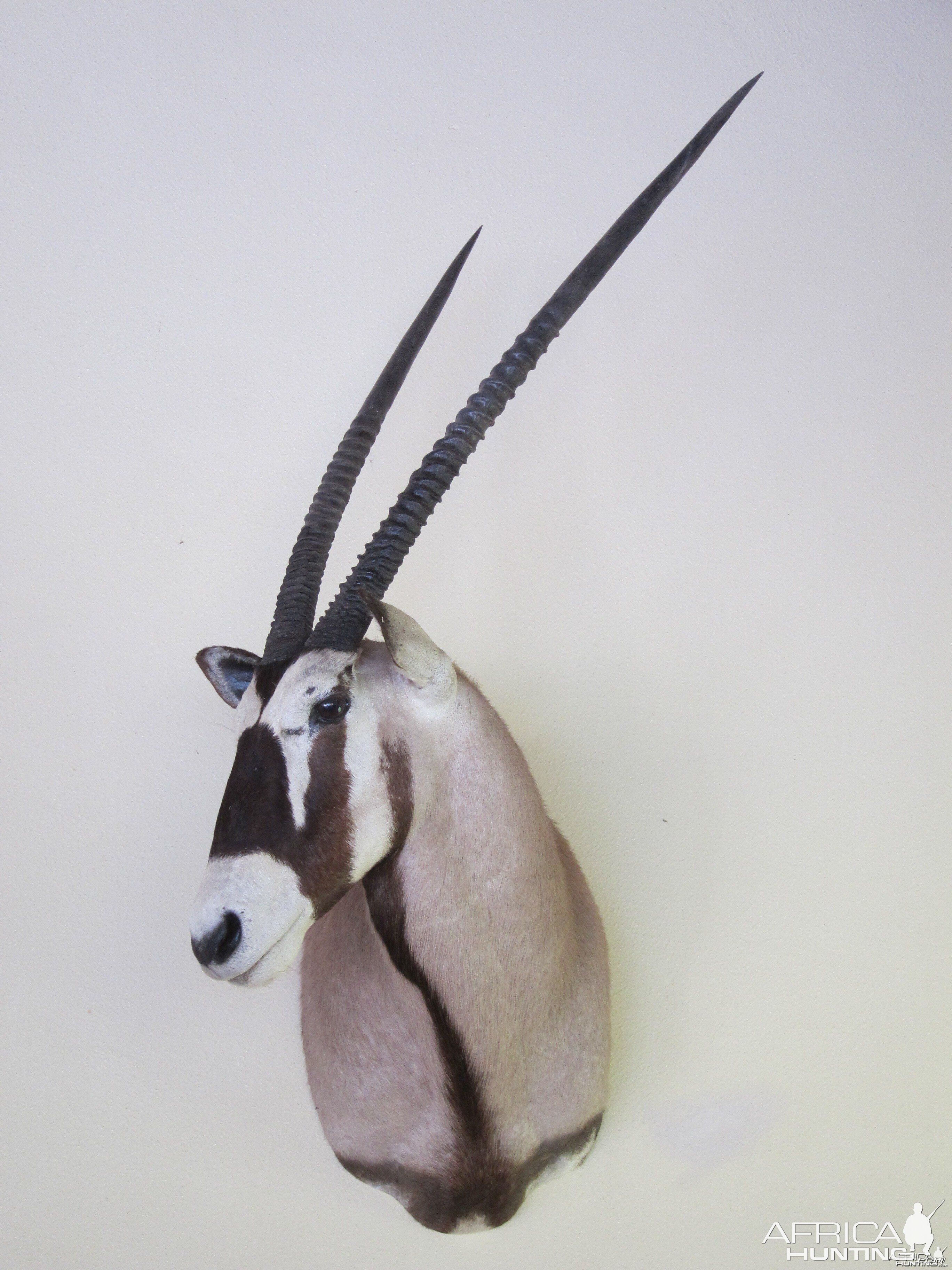 Gemsbok Shoulder Mount taxidermy